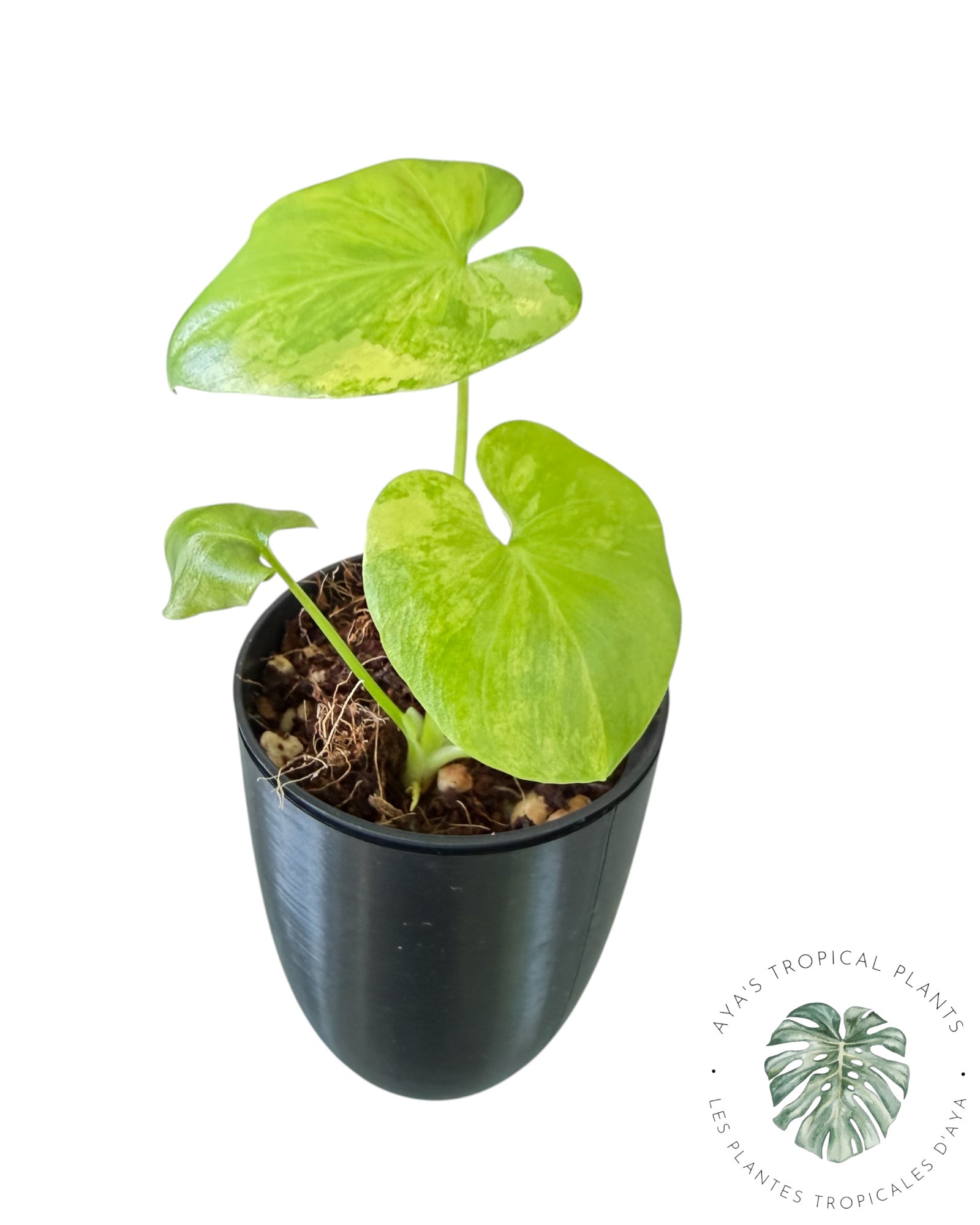 Philodendron Bipinnatifidum Variegated