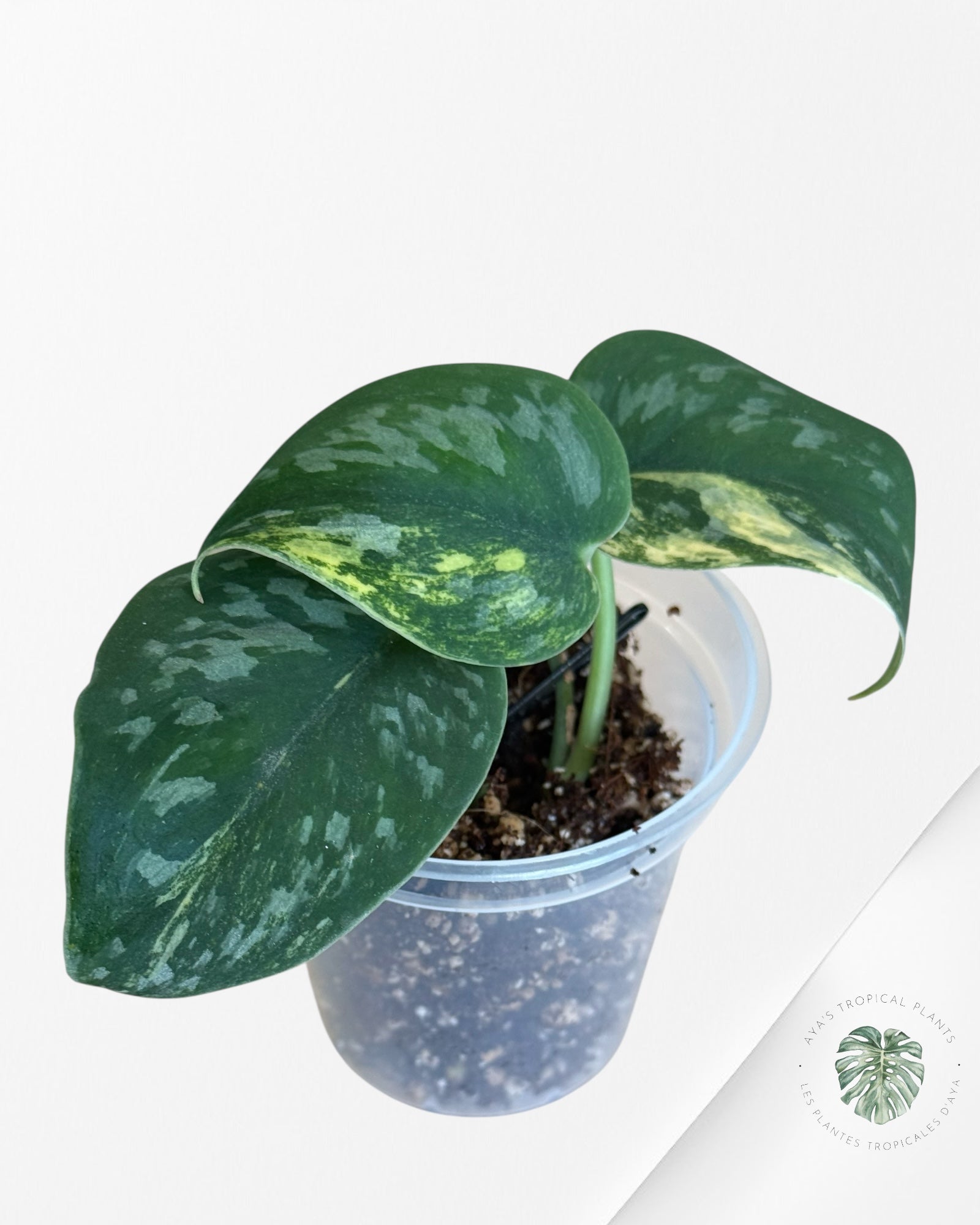 Diamant vert Scindapsus - SGD2