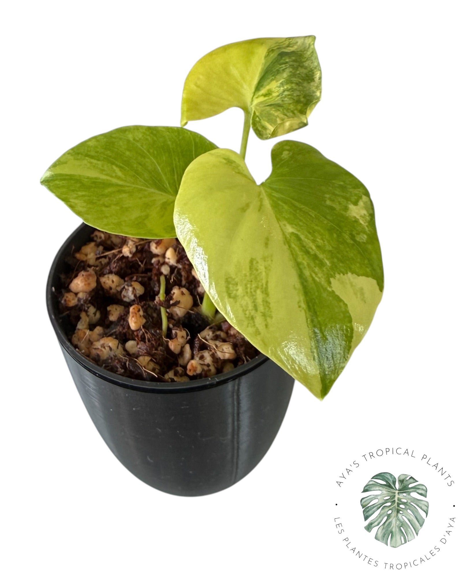 Philodendron Bipinnatifidum Variegated