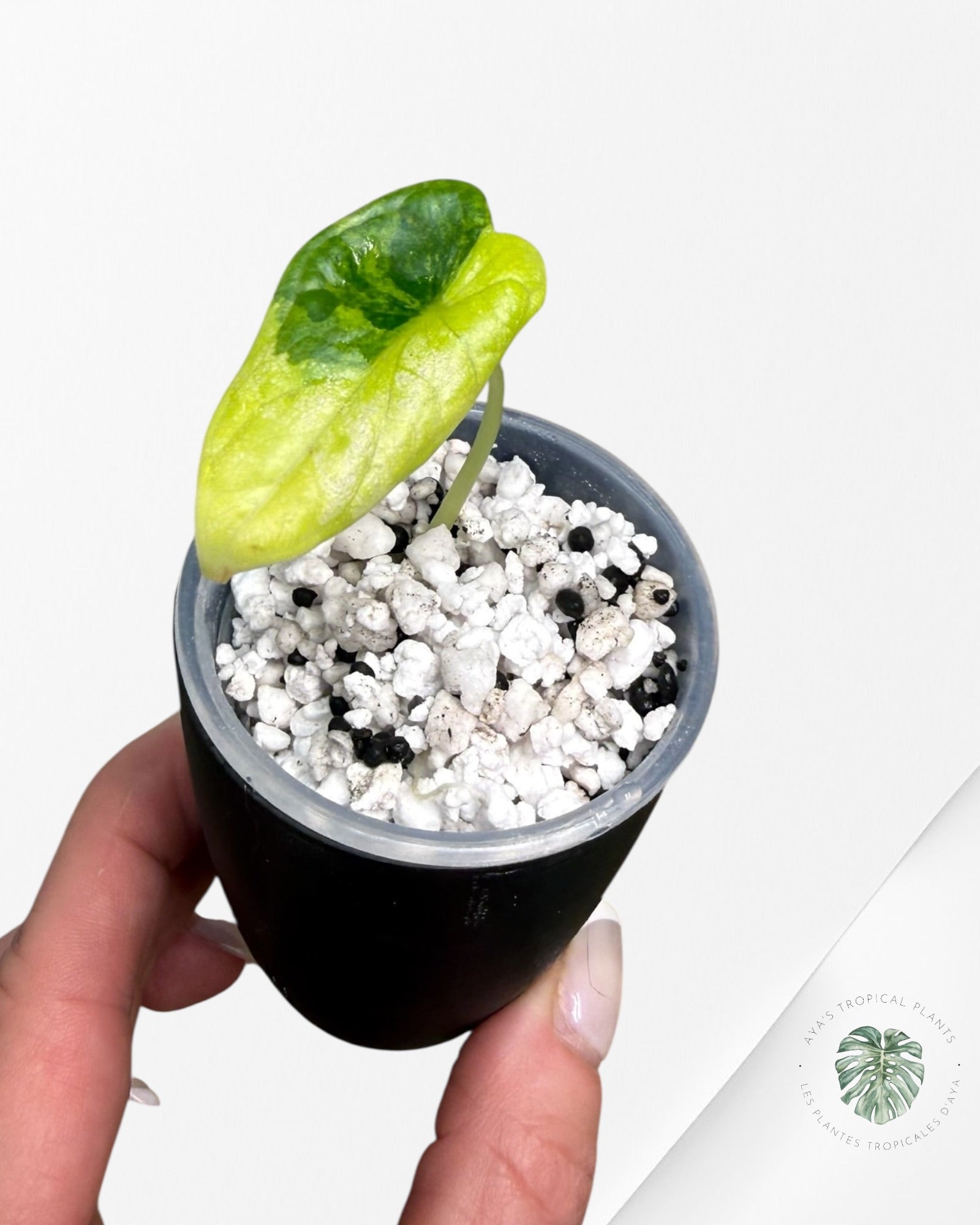 Alocasia Dragon Scale Aurea Variegated