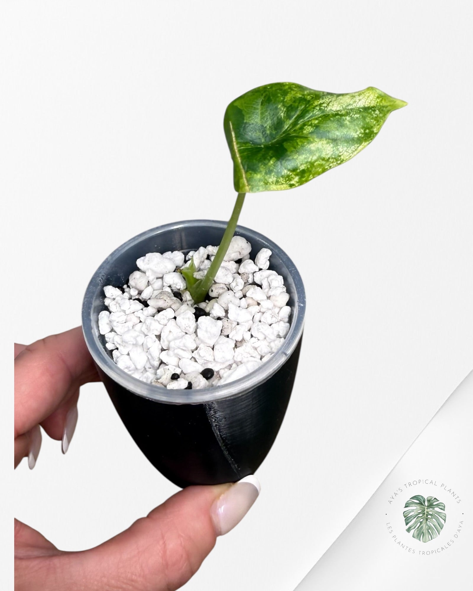 Alocasia Dragon Scale Aurea Variegated