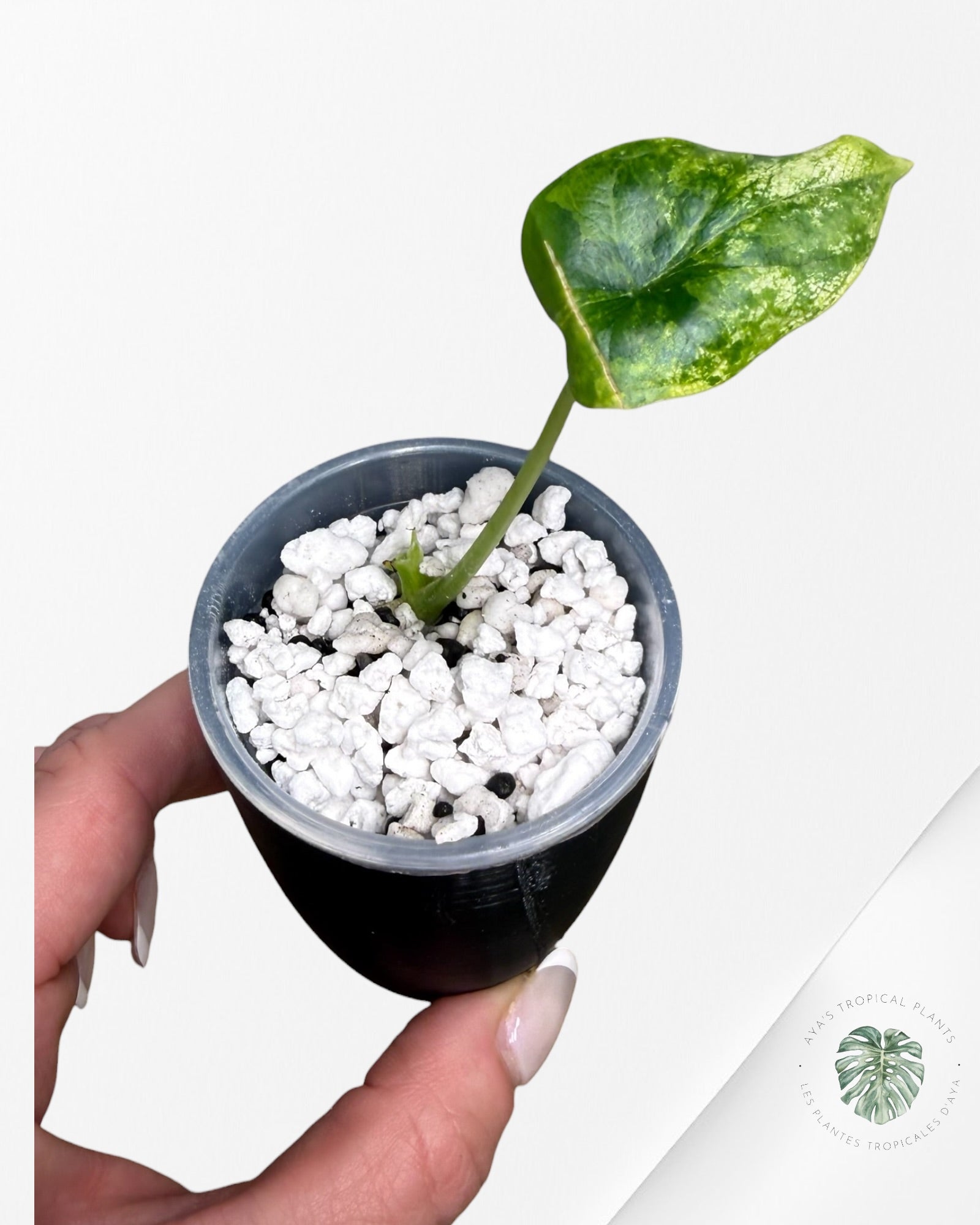 Alocasia Dragon Scale Aurea Variegated