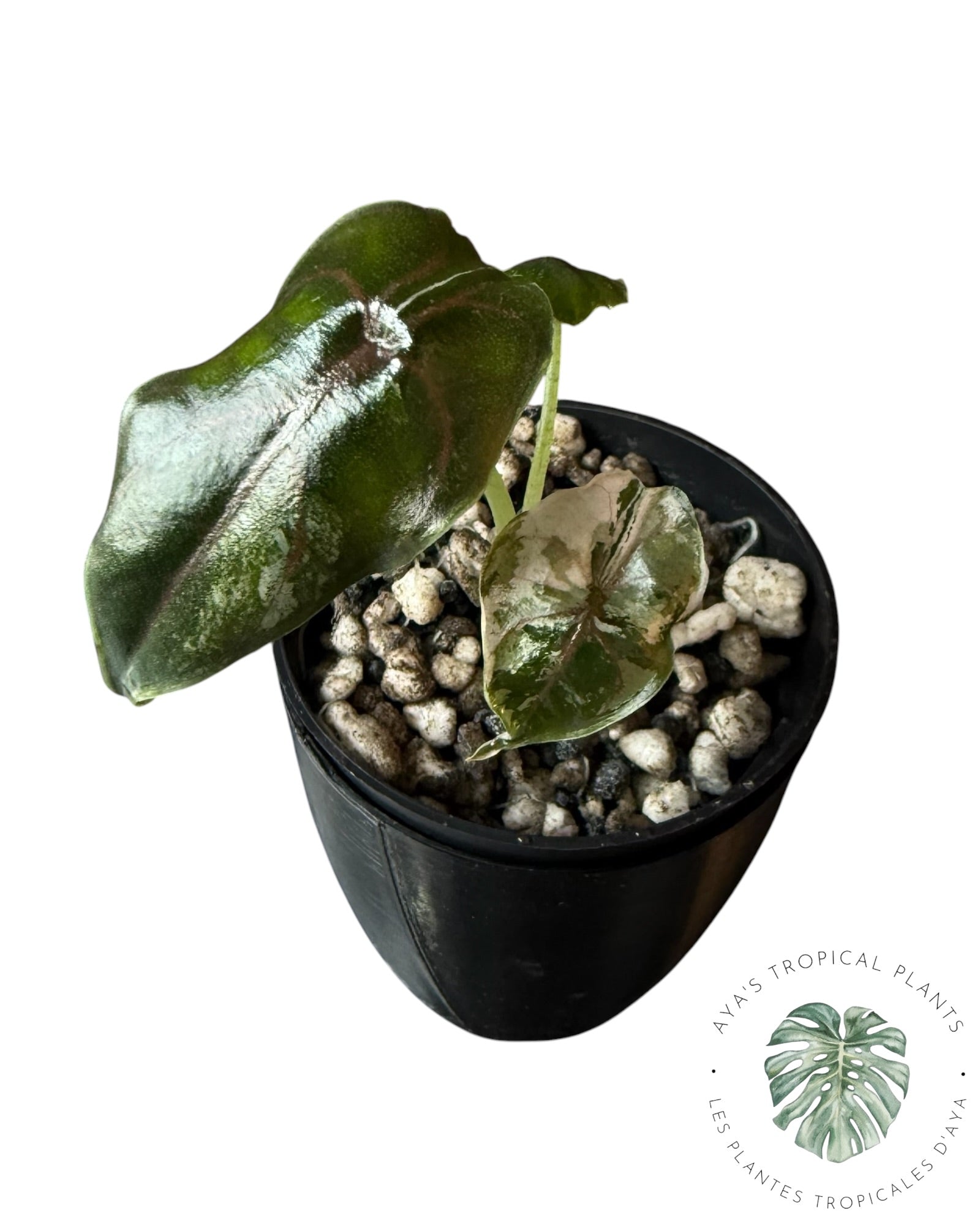 Alocasia Azlanii Pink Variegated