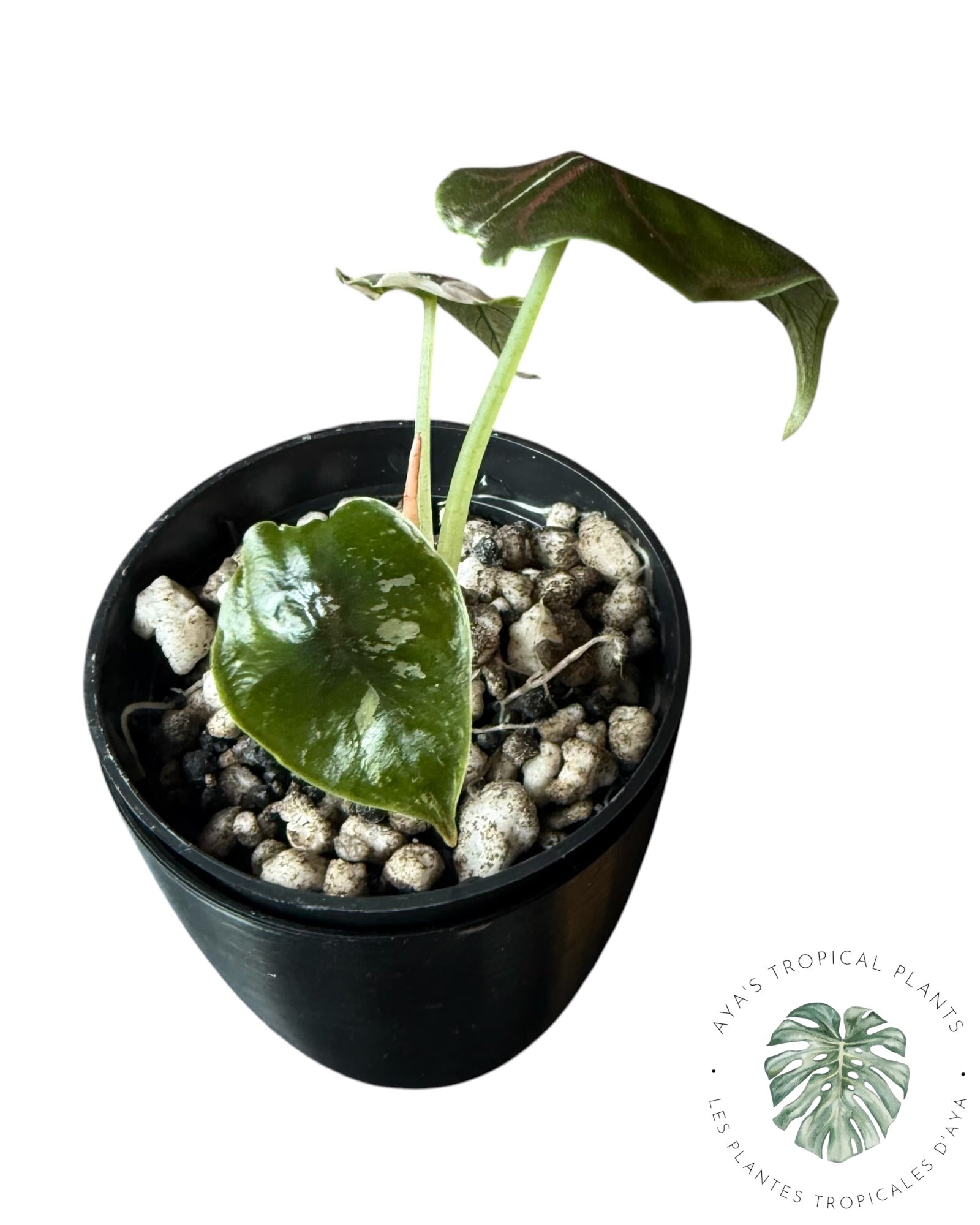Alocasia Azlanii Pink Variegated