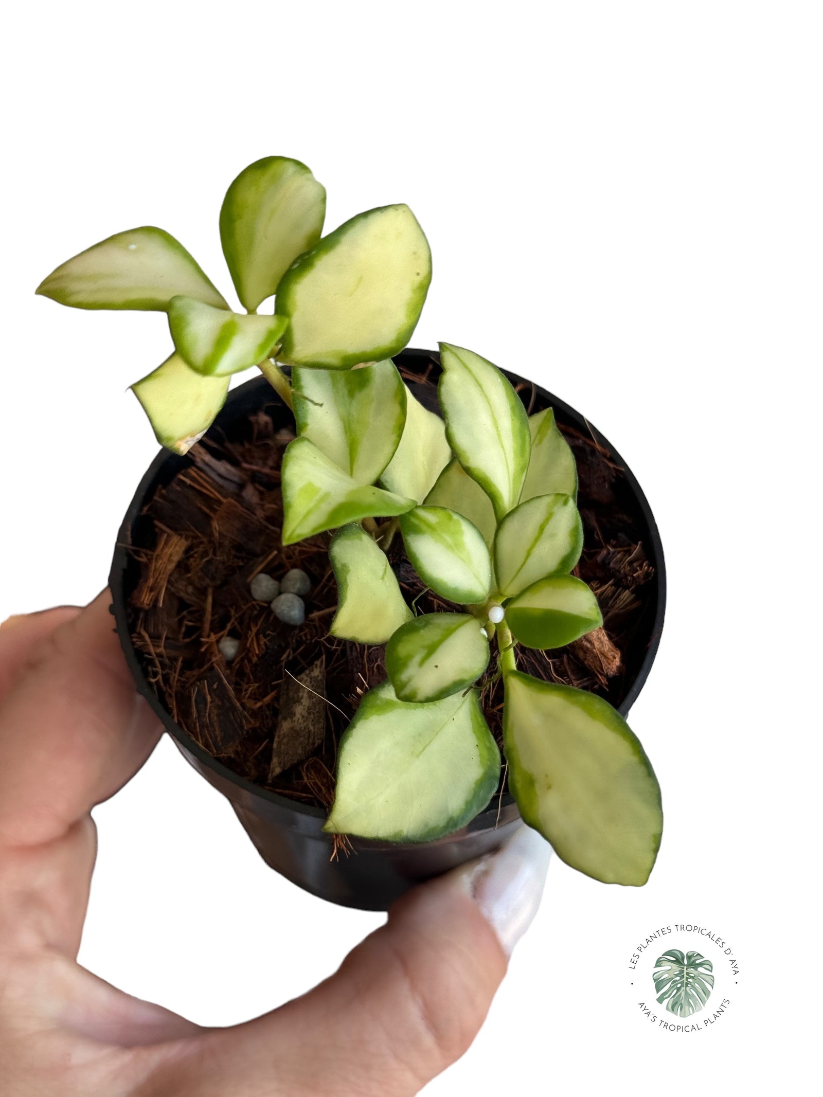 Alocasia Serendipity JA2
