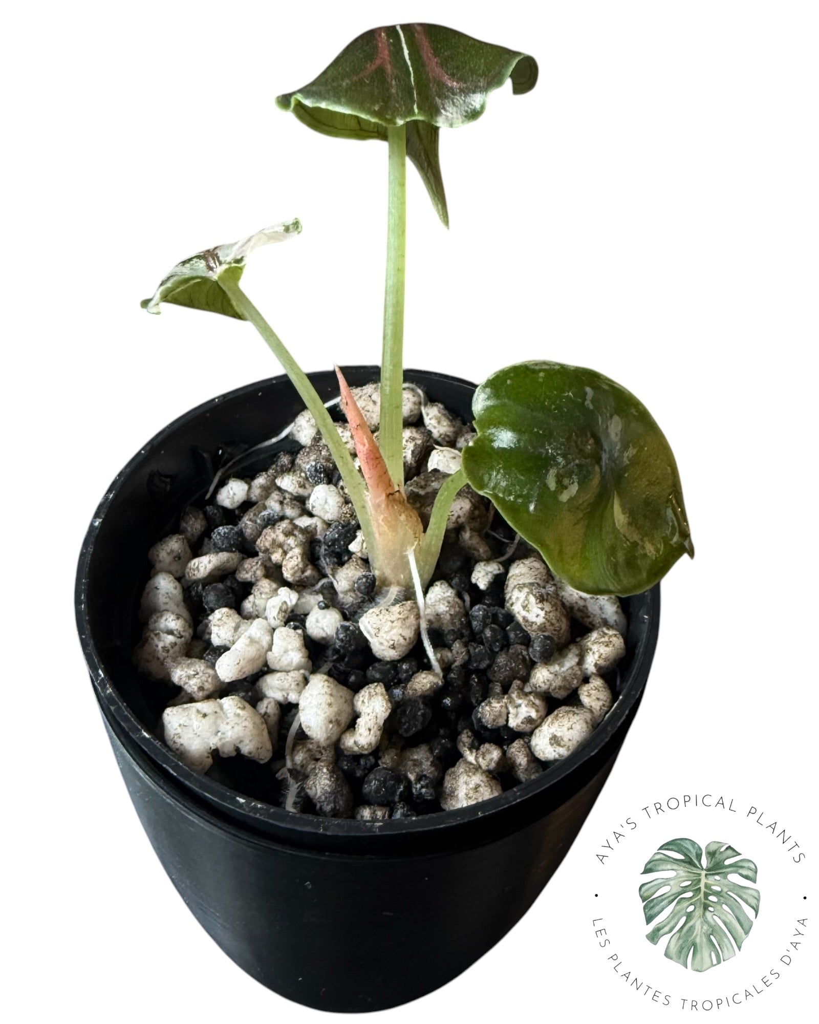 Alocasia Azlanii rose panaché
