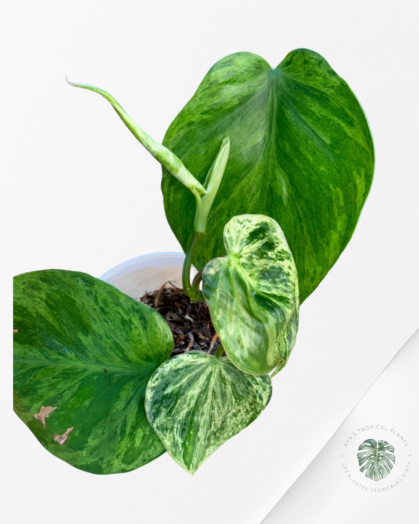 Philodendron Hederaceum Variegata-PHV02