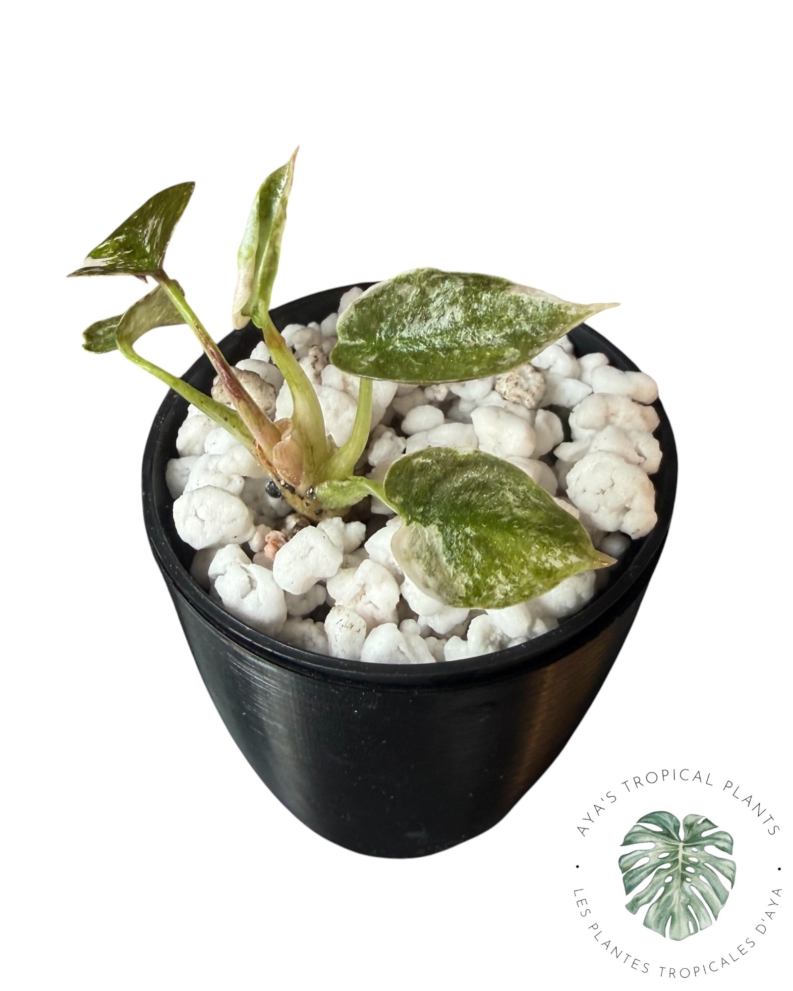 Alocasia Cuprea Pink Albo Variegated