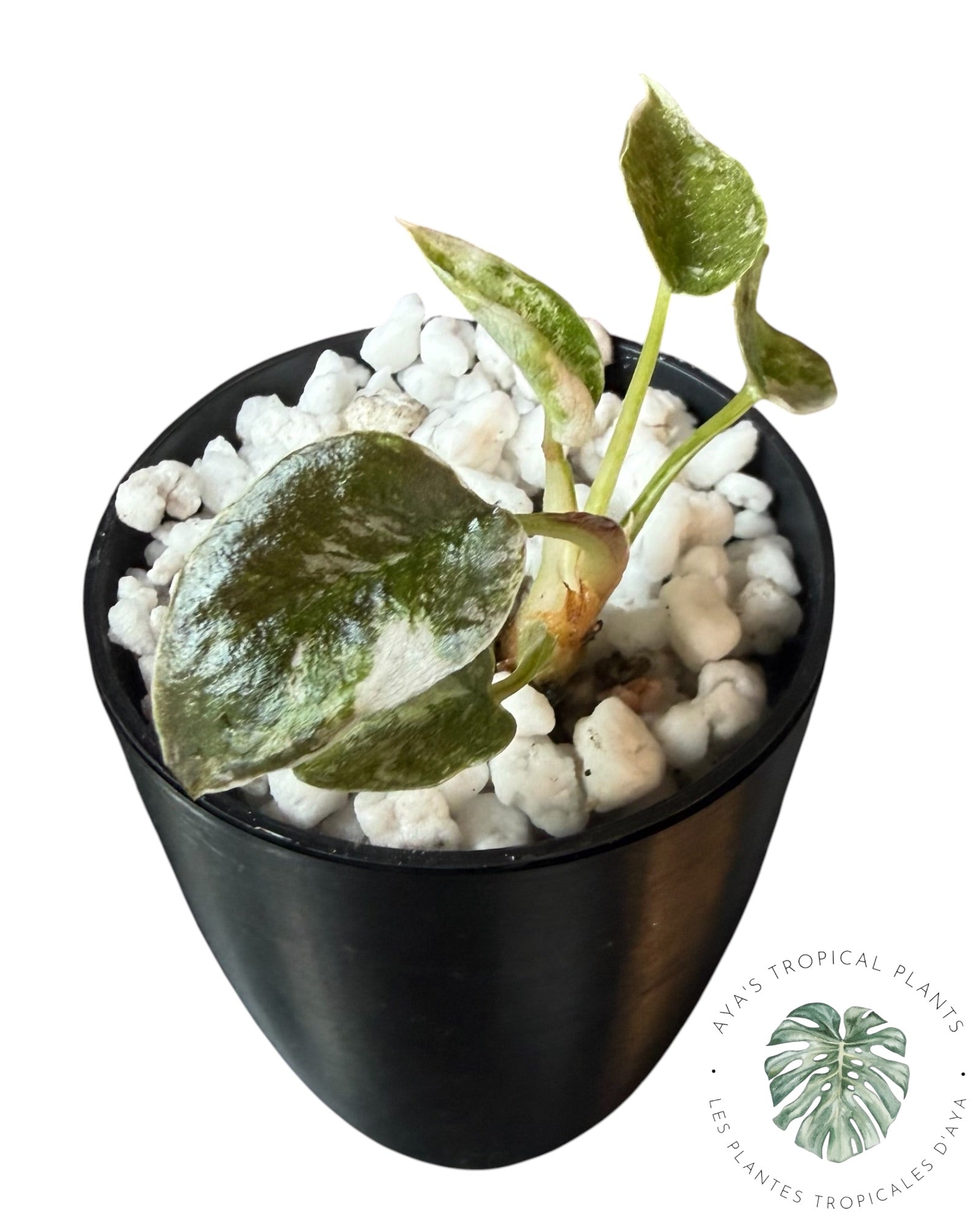 Alocasia Cuprea Pink Albo Variegated