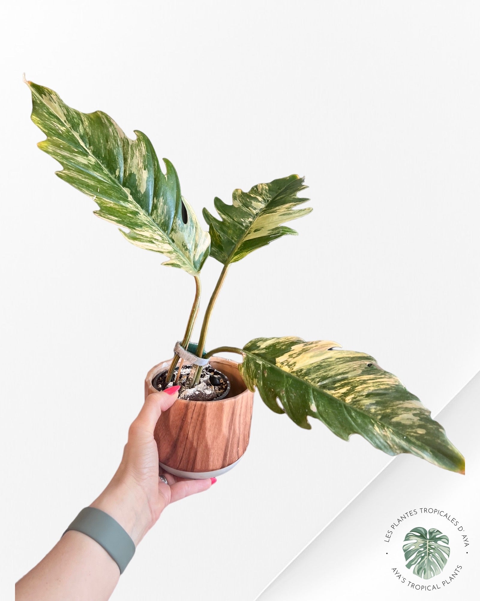 Philodendron Caramel Marbre Panaché