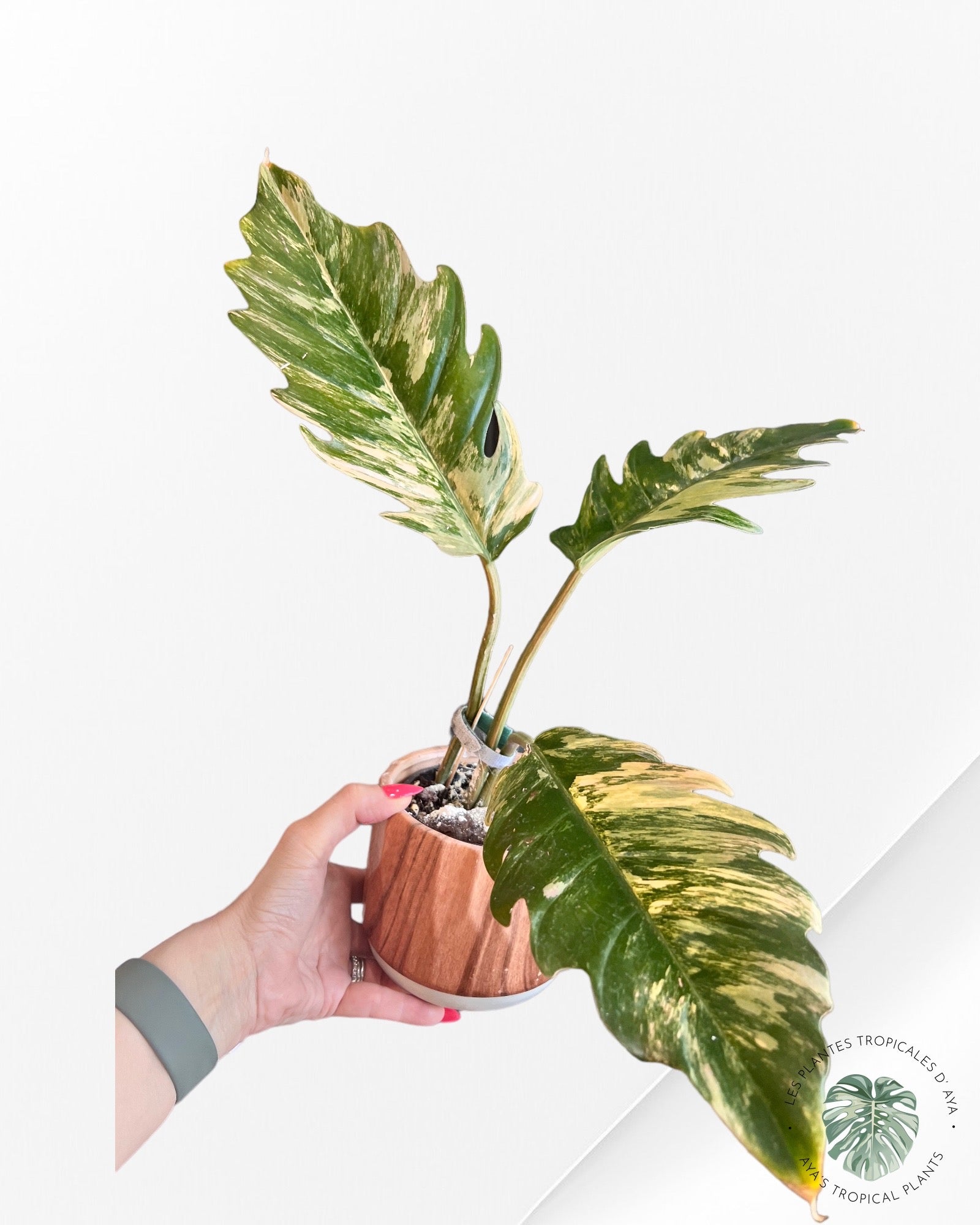 Philodendron Caramel Marbre Panaché