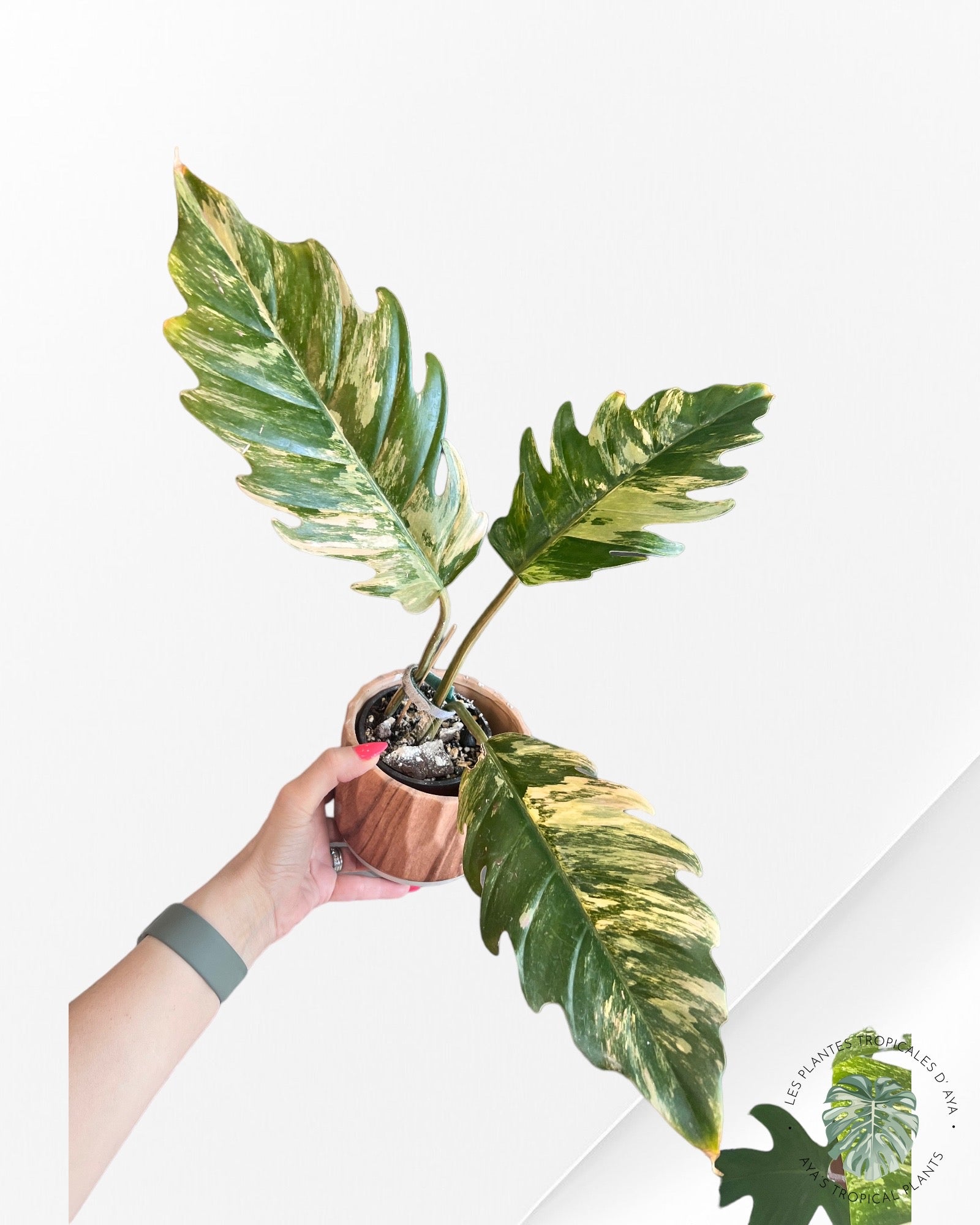 Philodendron Caramel Marbre Panaché