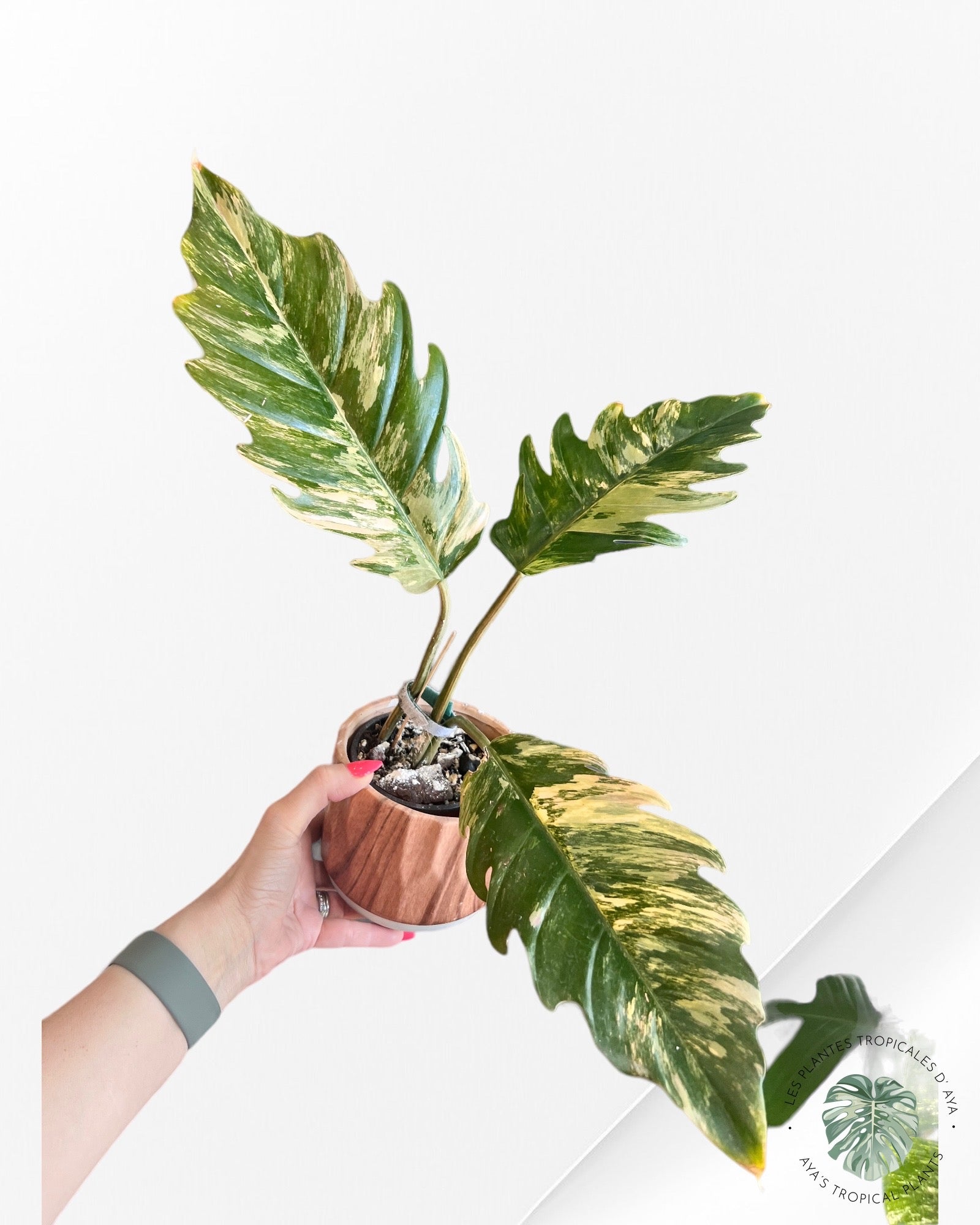 Philodendron Caramel Marbre Panaché