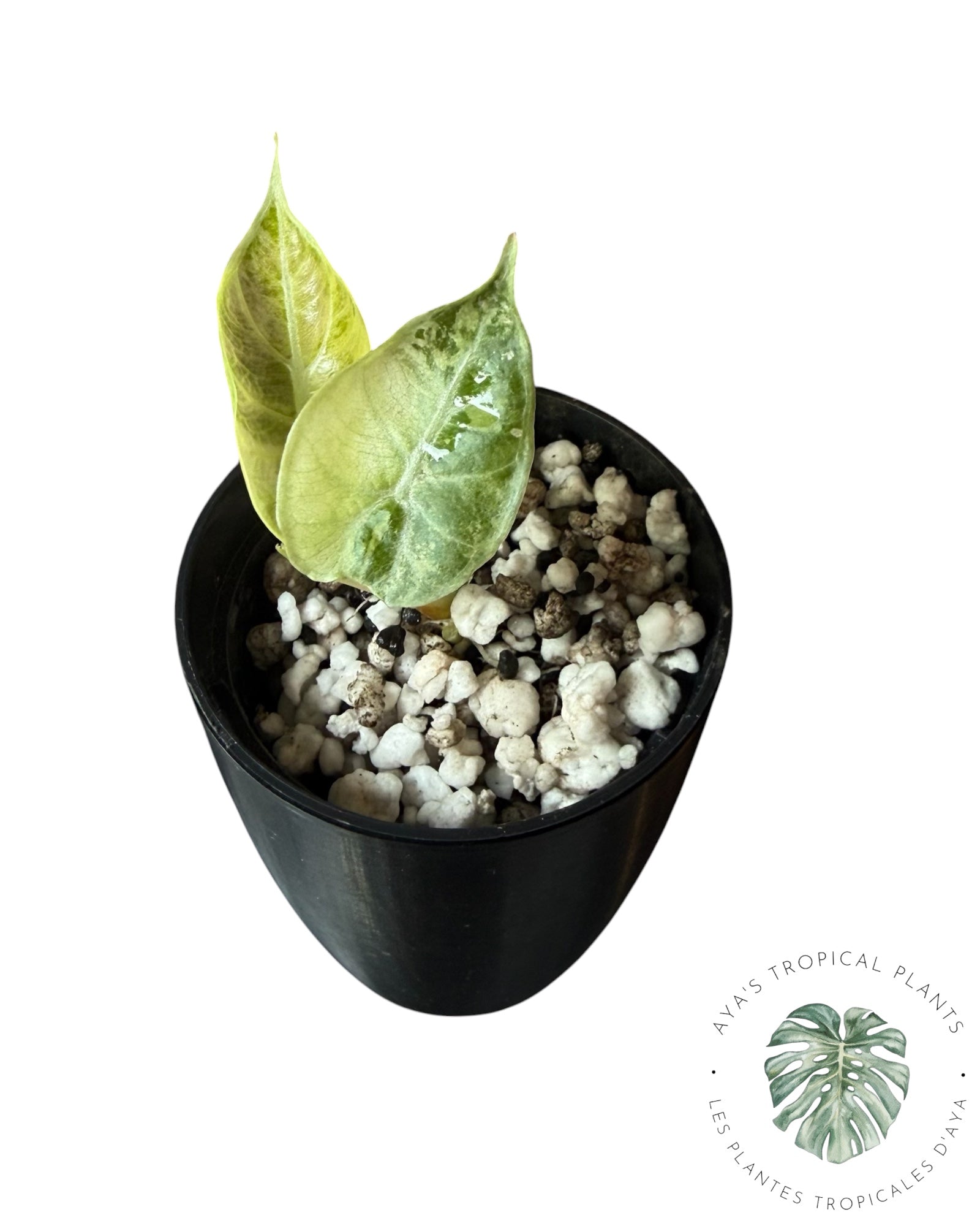 Alocasia Watsoniana Doff. Pink Variegate