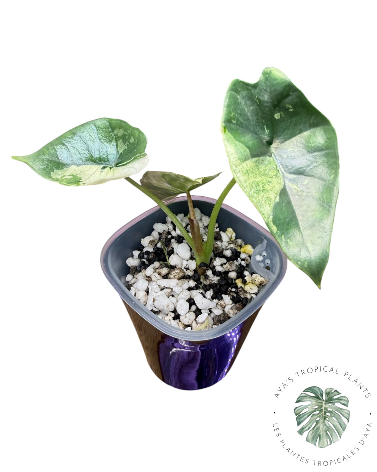 Alocasia Bisma Platine Albo Panaché