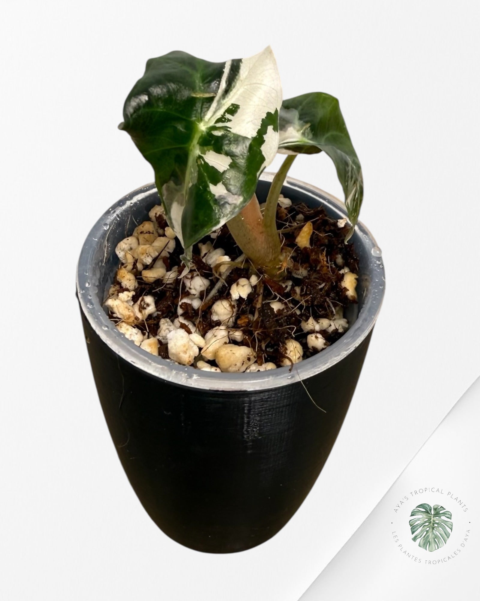 Alocasia Polly Pink Variegated