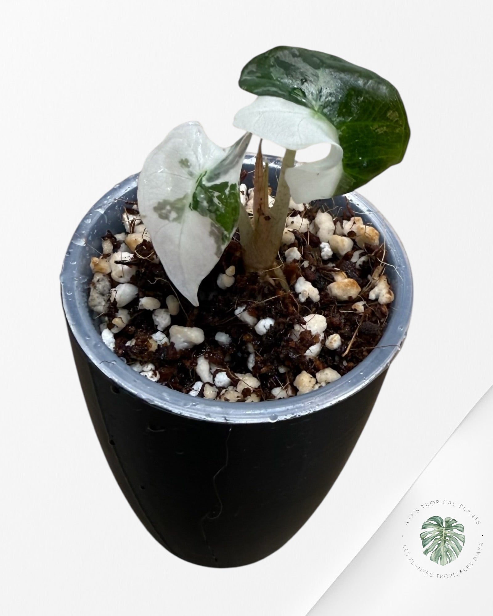 Alocasia Polly Pink Variegated