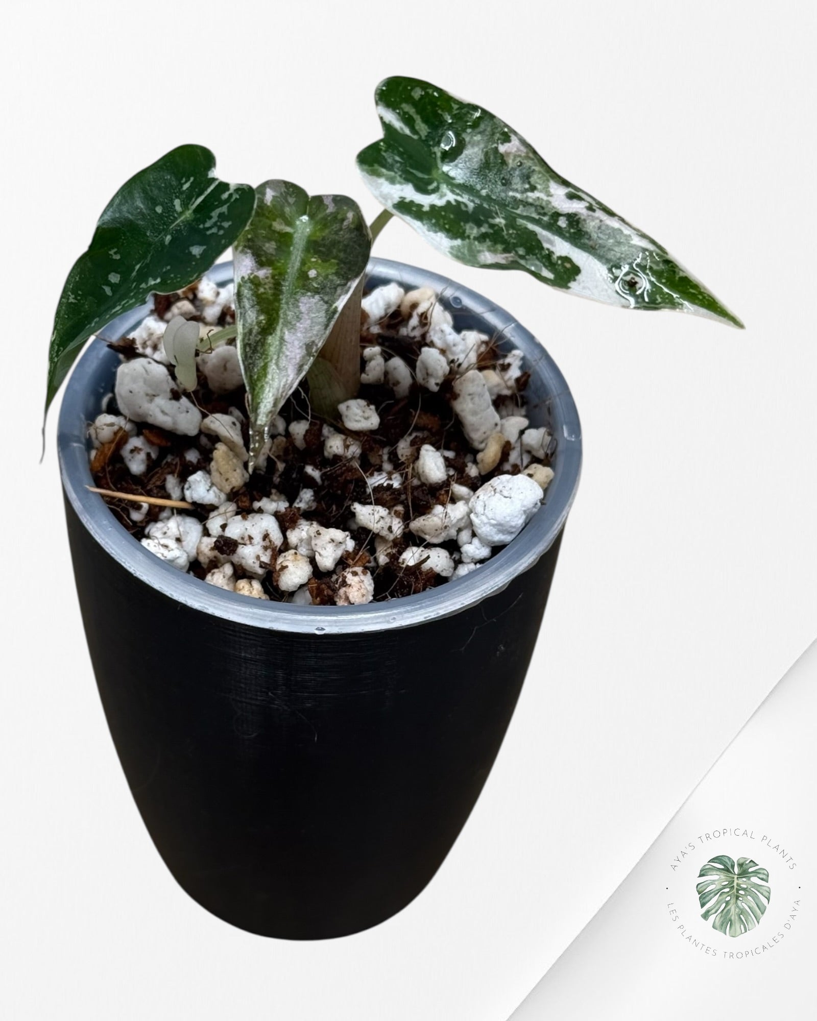 Alocasia Bambino rose panaché