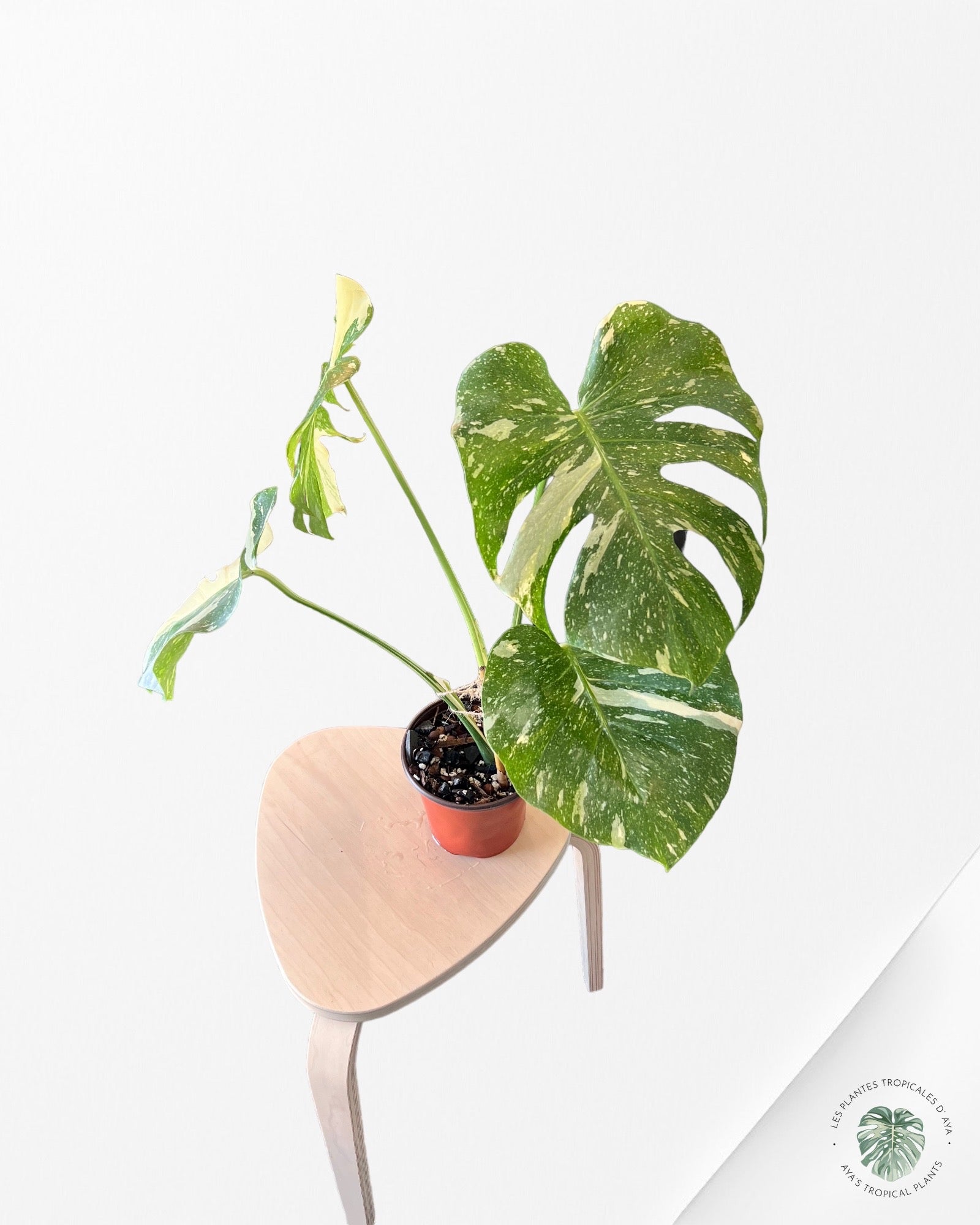 Monstera Thai Constellation JA53
