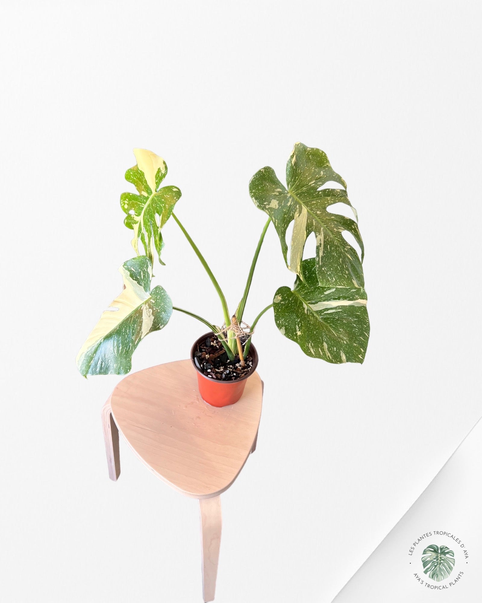 Monstera Thai Constellation JA53