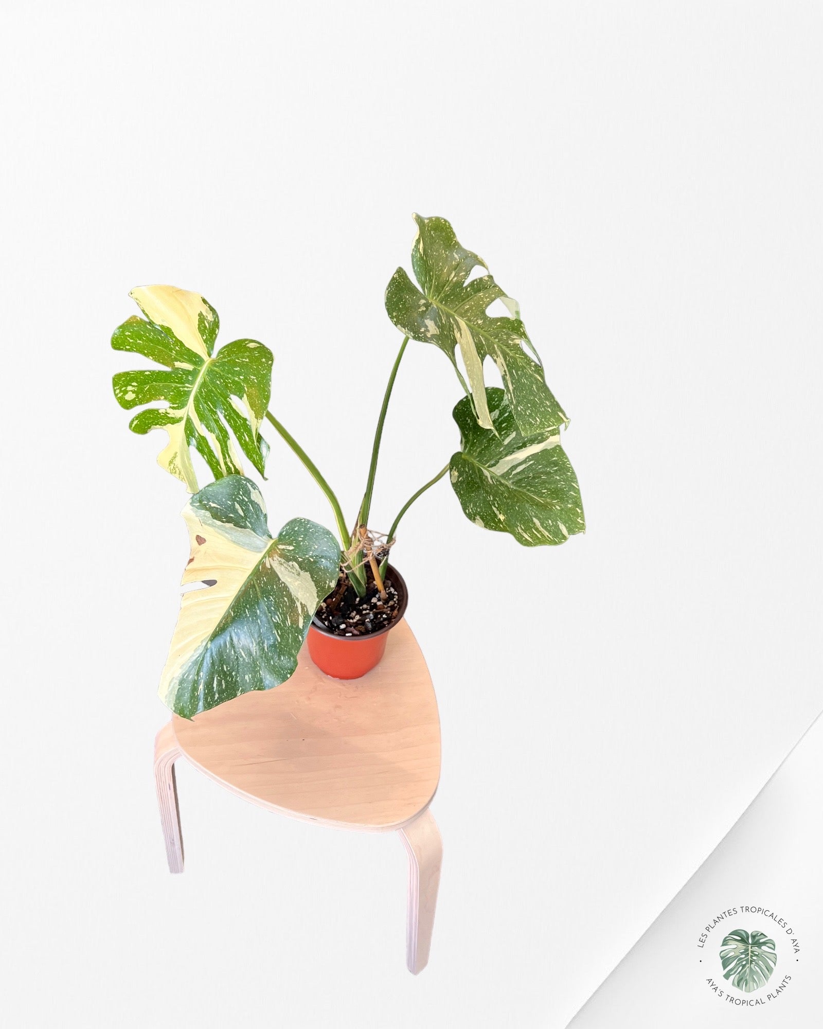 Monstera Thai Constellation JA53