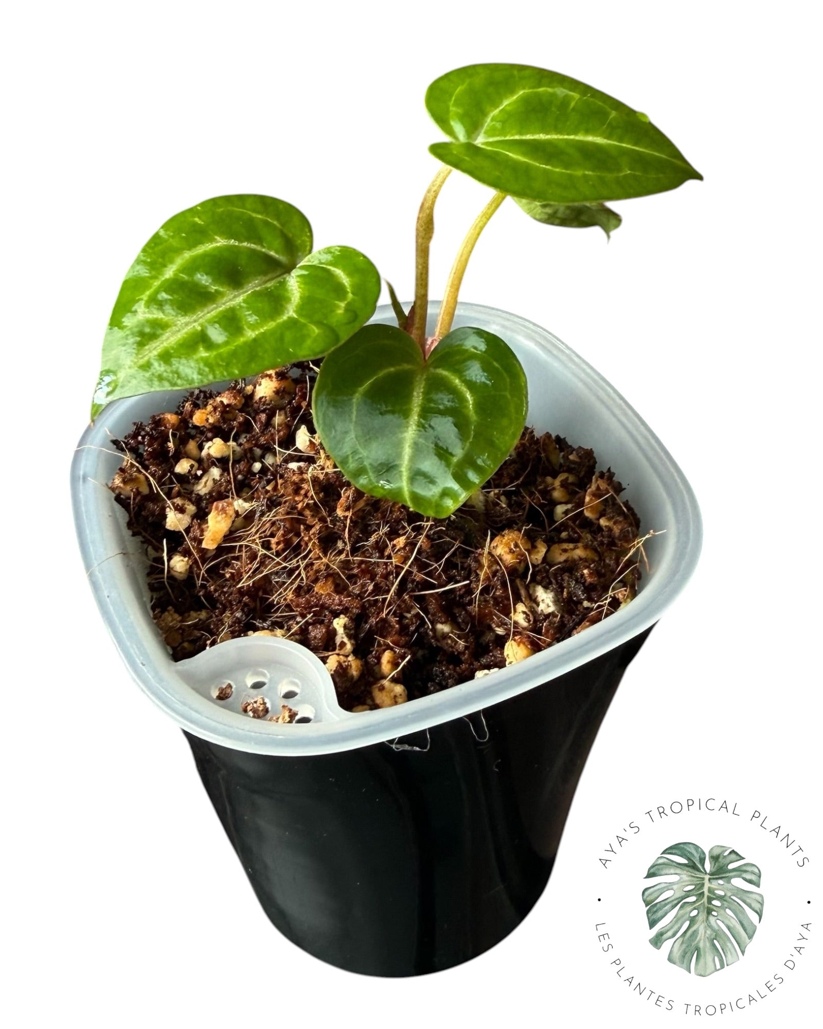 Anthurium Wonderboy X Michelle