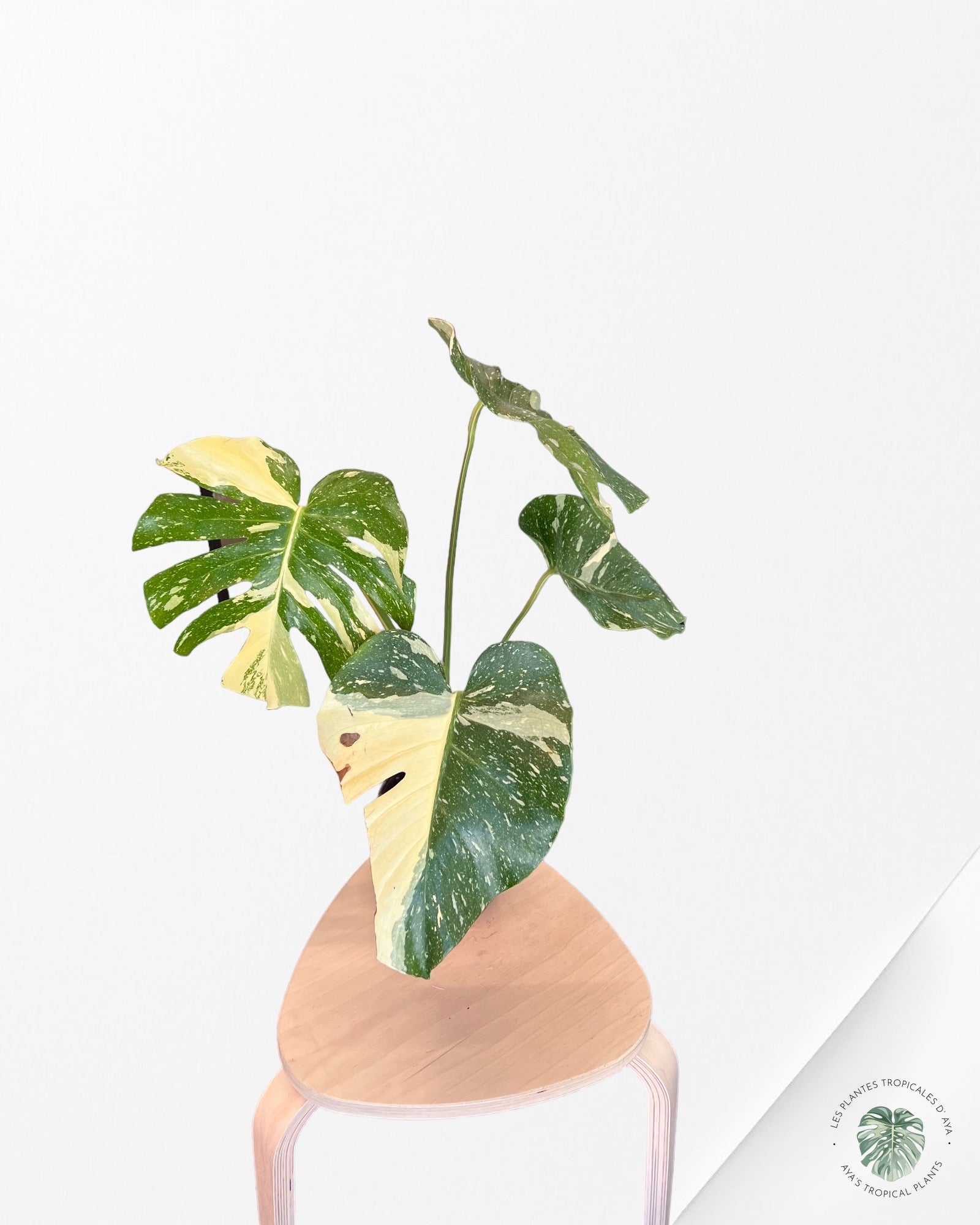 Monstera Thai Constellation JA53
