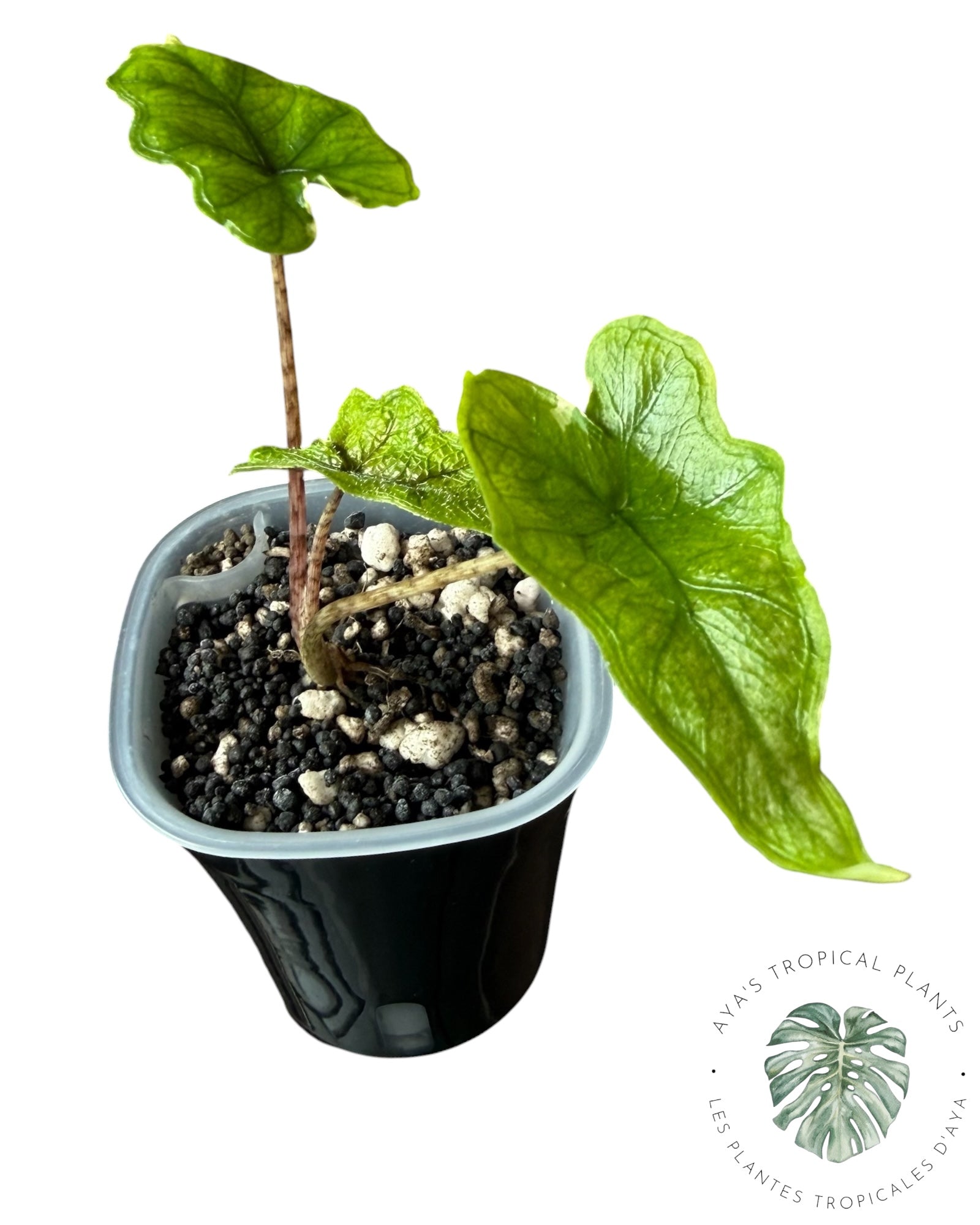Alocasia Jacklyn Variegated