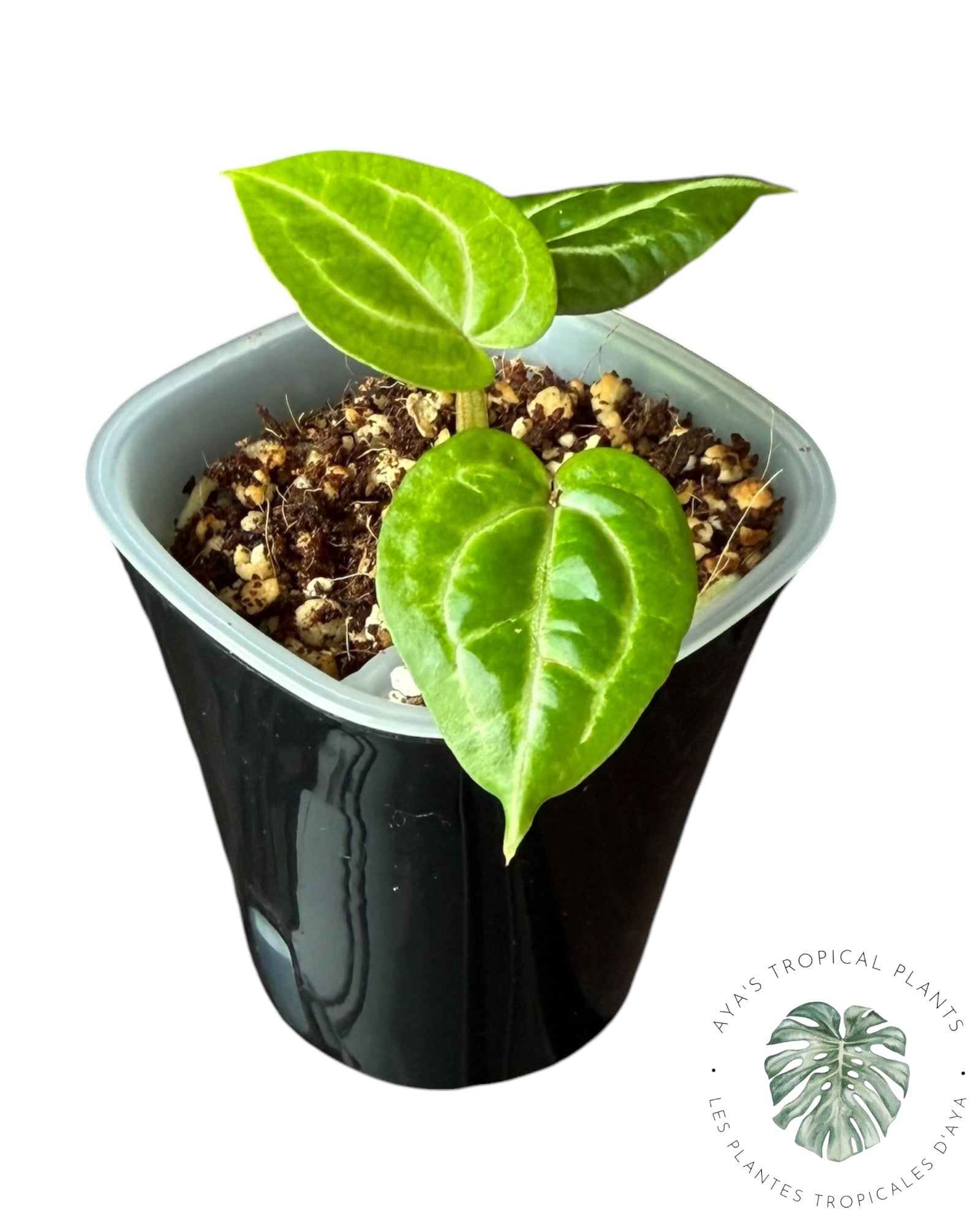 Anthurium Papi × King of Spades
