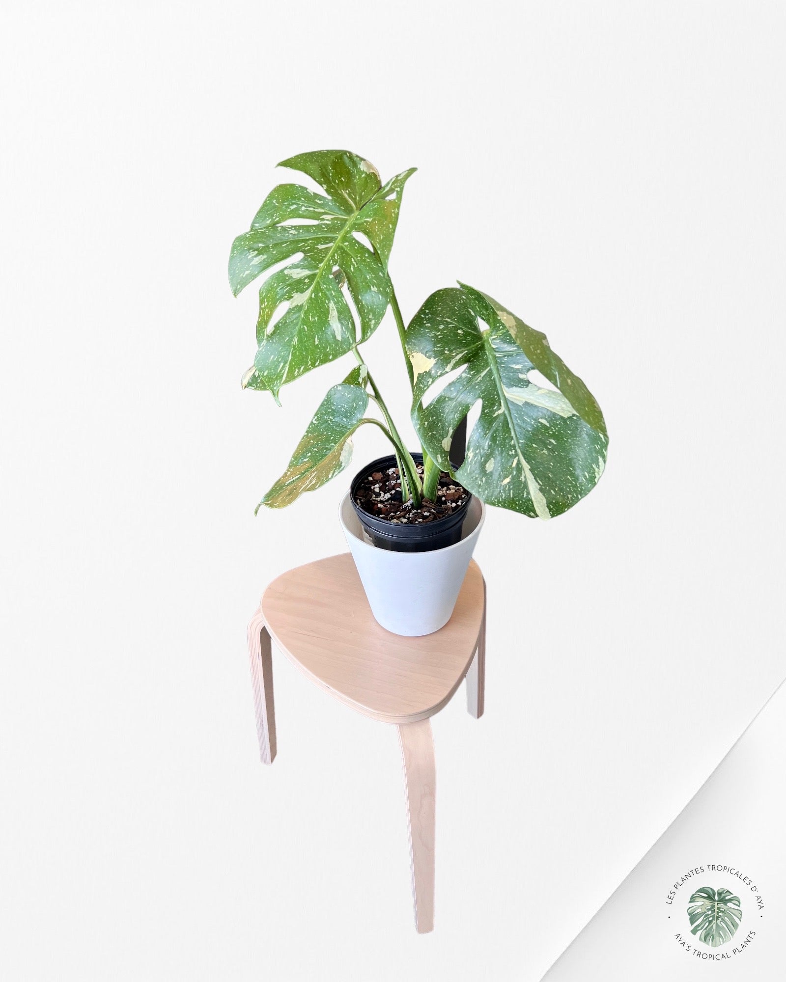 Constellation thaïlandaise du Monstera -A
