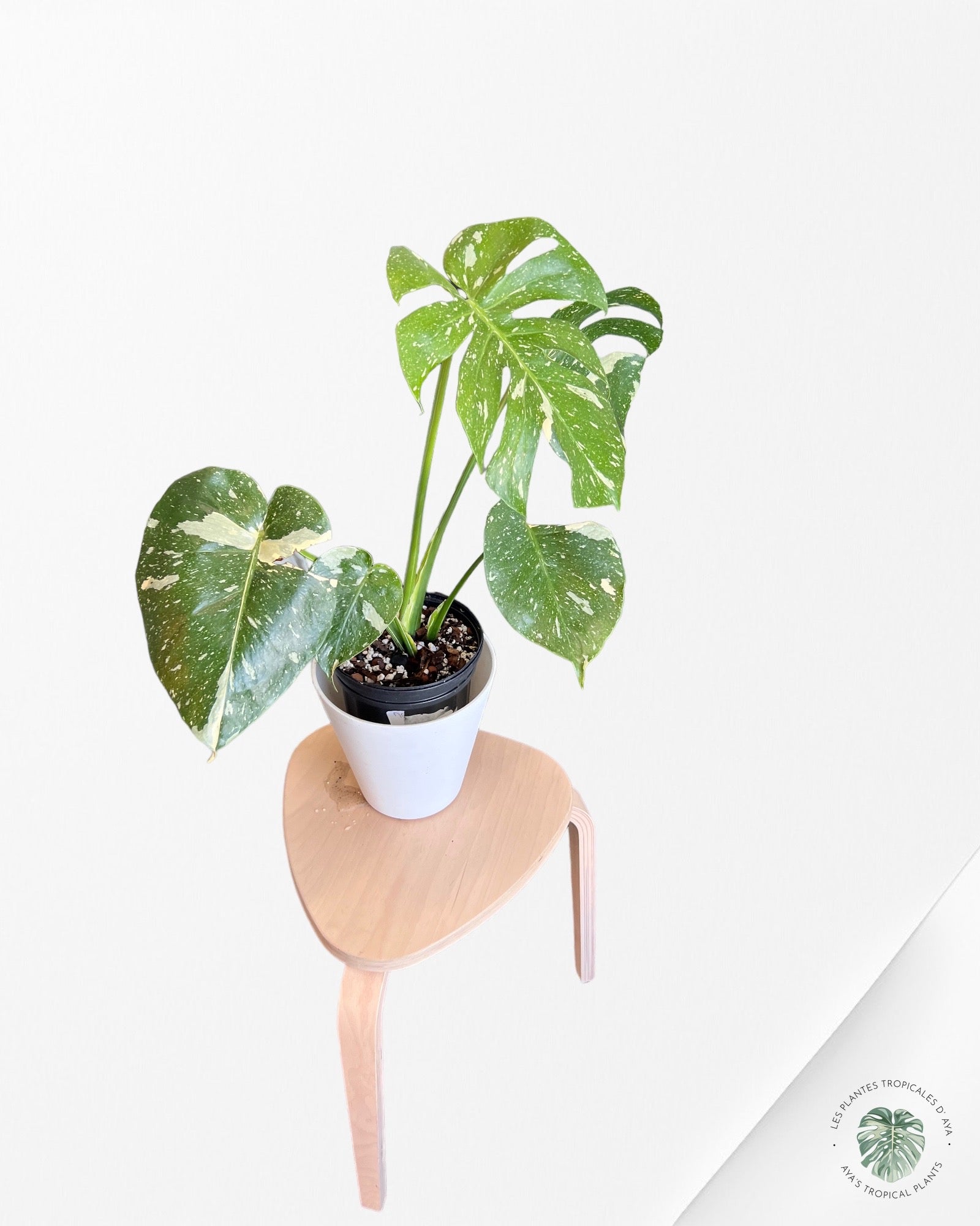 Constellation thaïlandaise du Monstera -A
