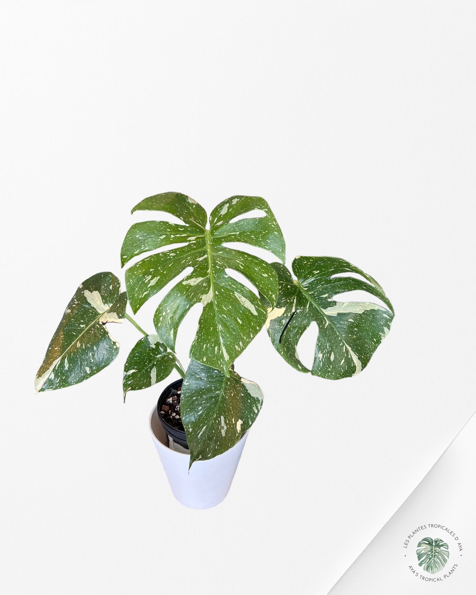 Constellation thaïlandaise du Monstera -A