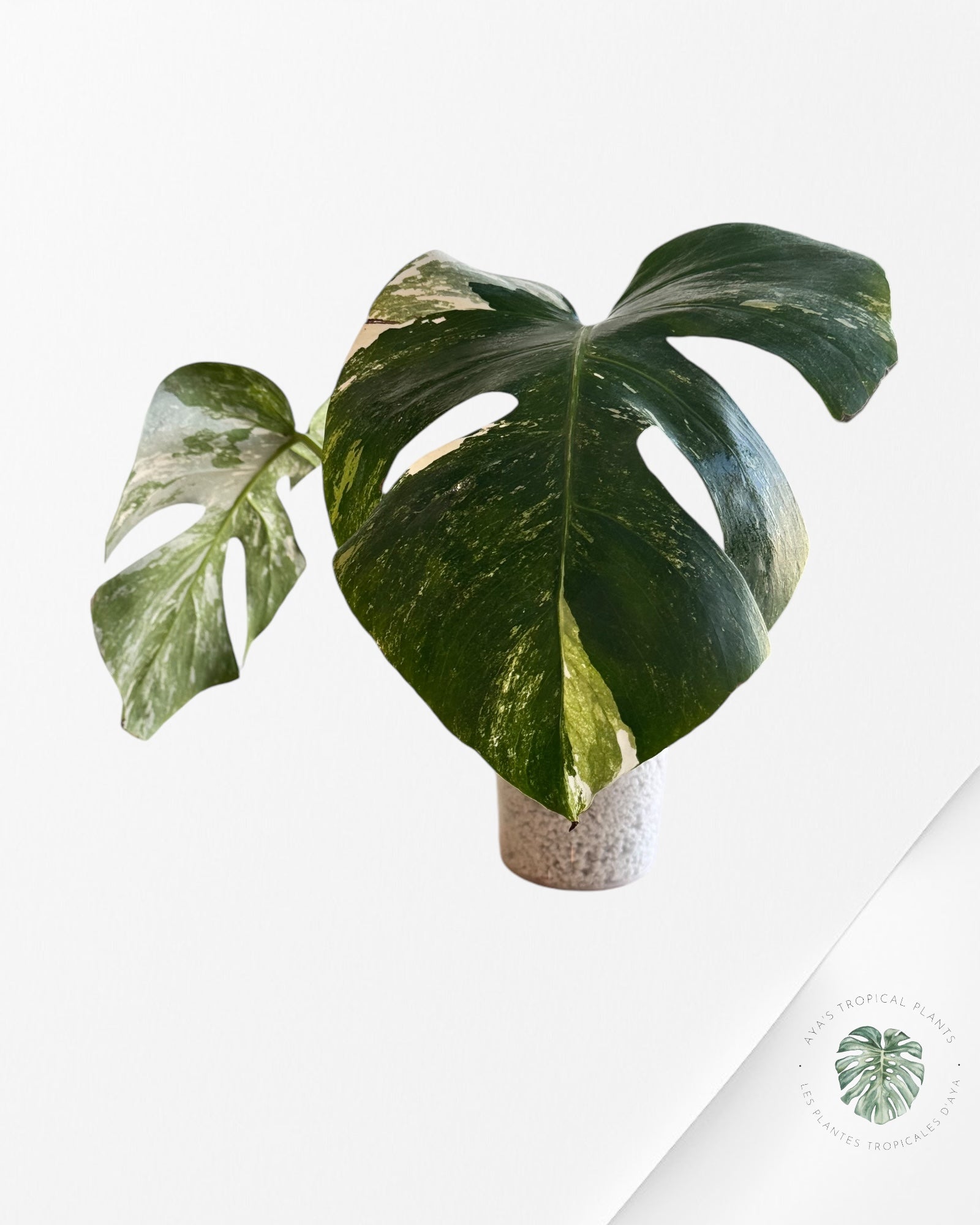Monstera Borsigiana Albo -A220