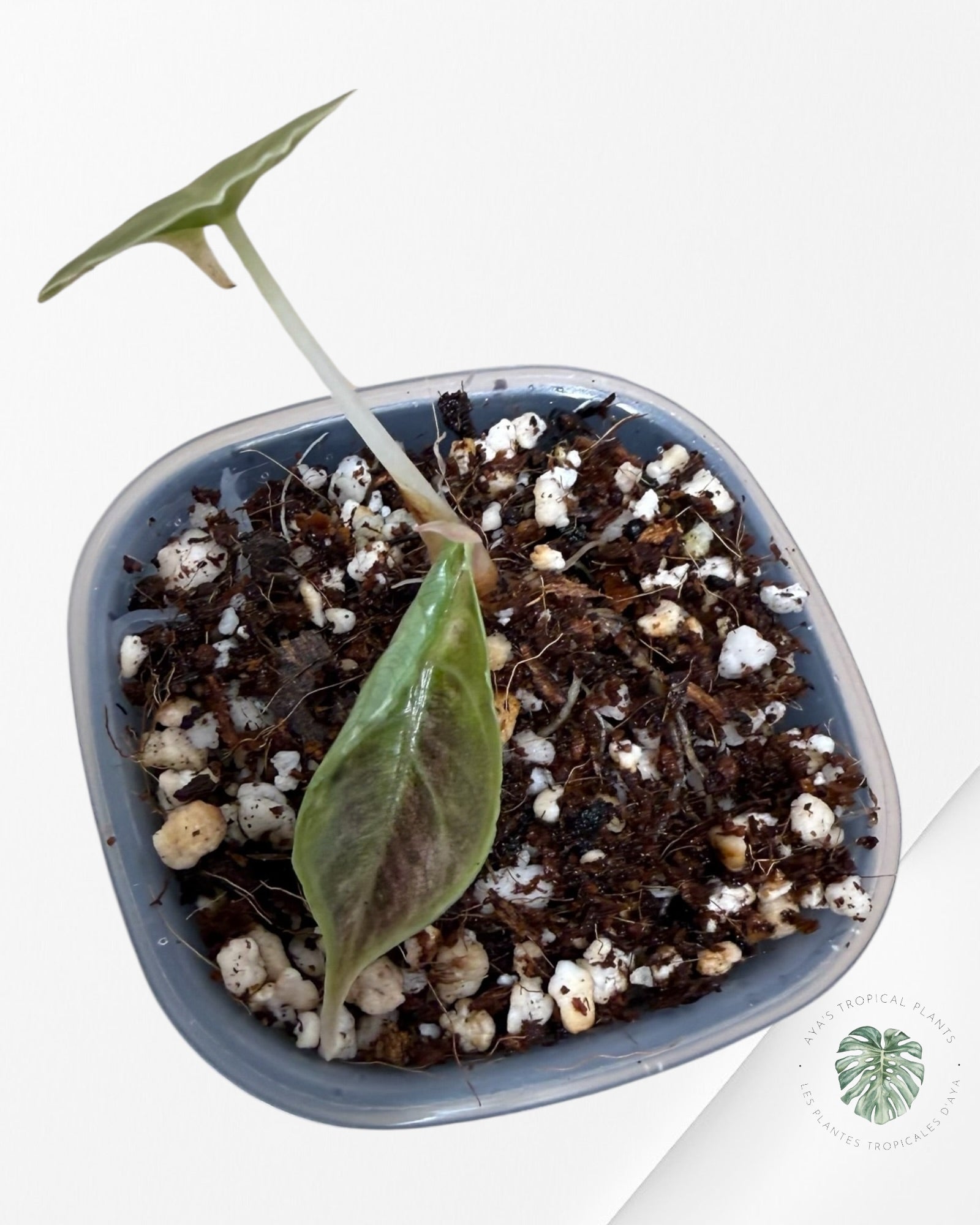 Alocasia Azlanii Pink Variegated