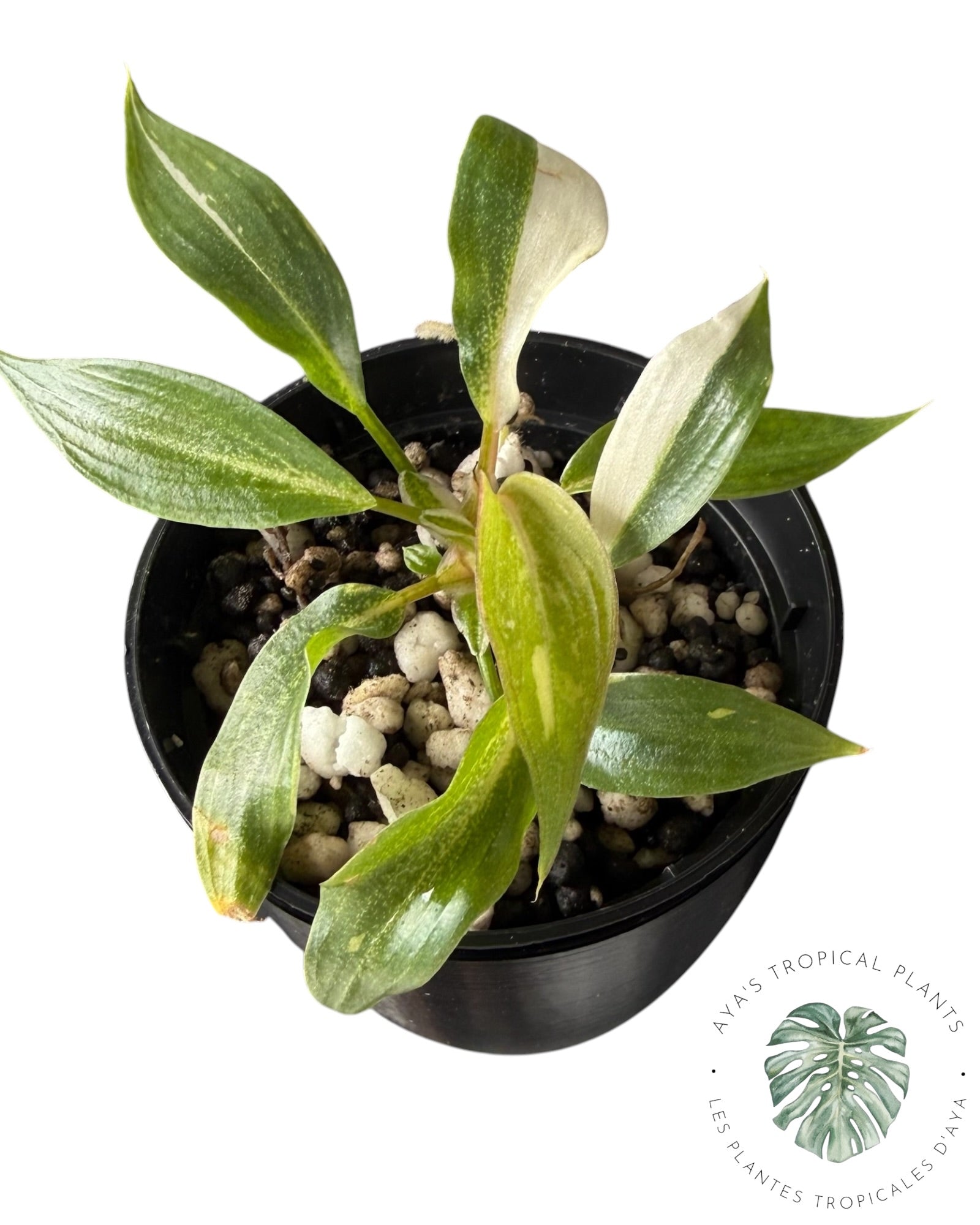 Philodendron Gloriosum Variegated