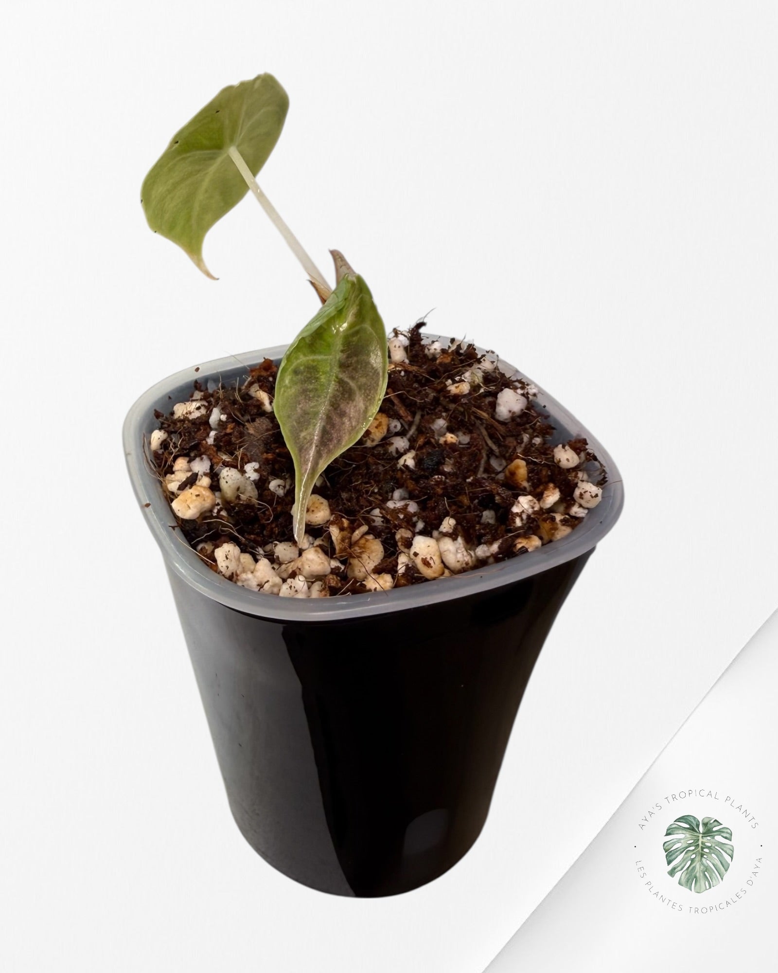 Alocasia Azlanii rose panaché