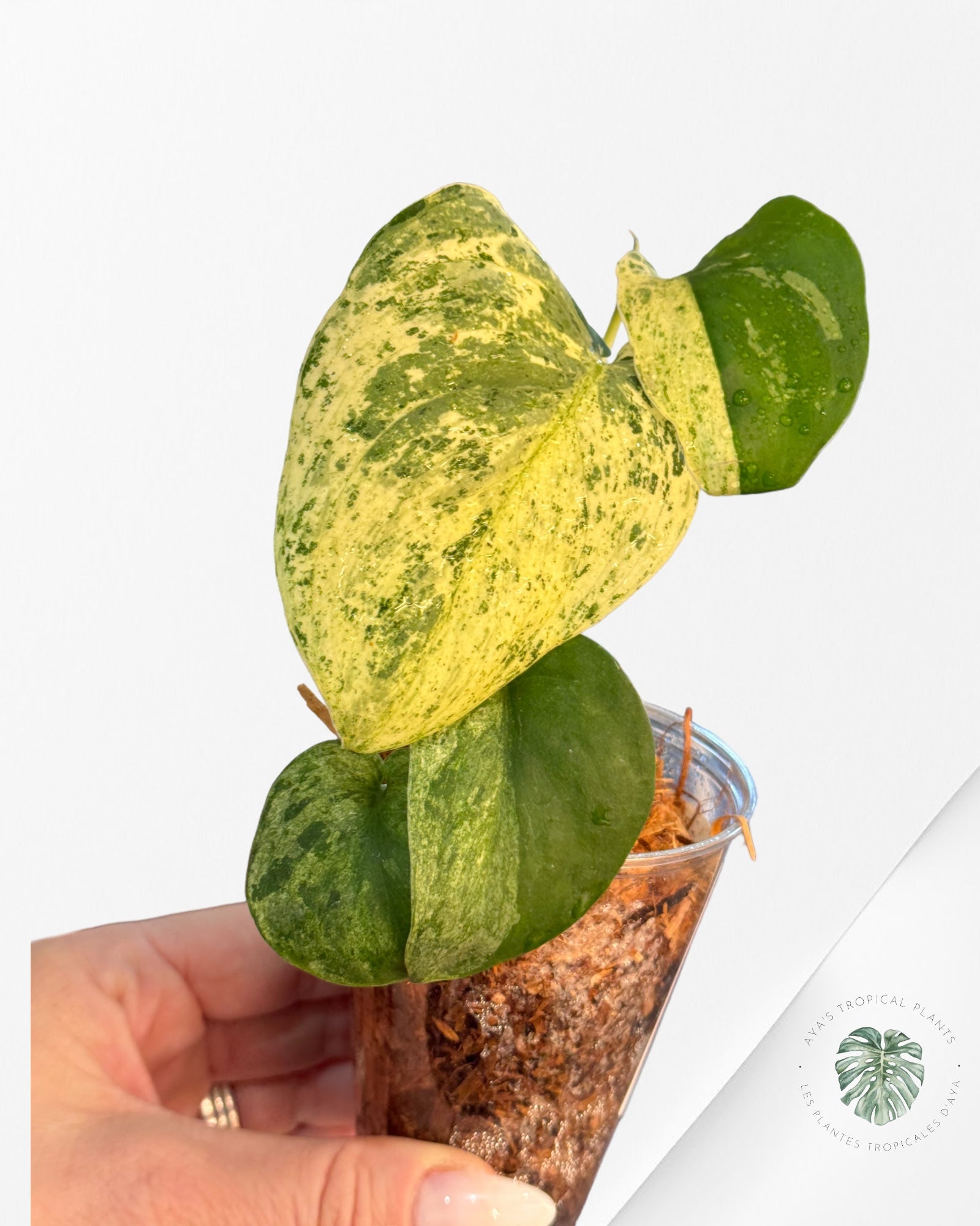 Monstera Borsigiana Albo -A220