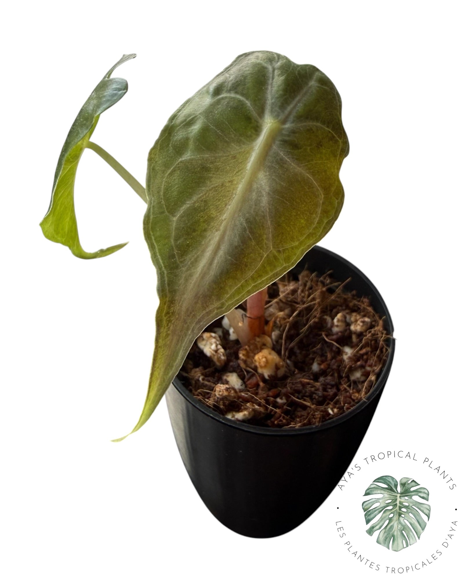 Alocasia Venom