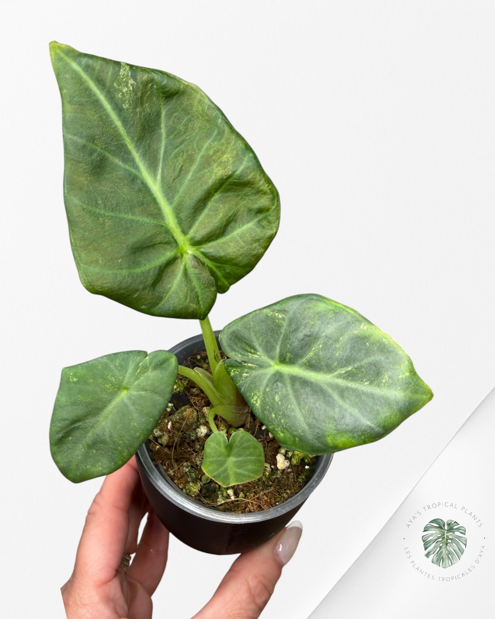 Alocasia Regal Shield Aurea Variegated