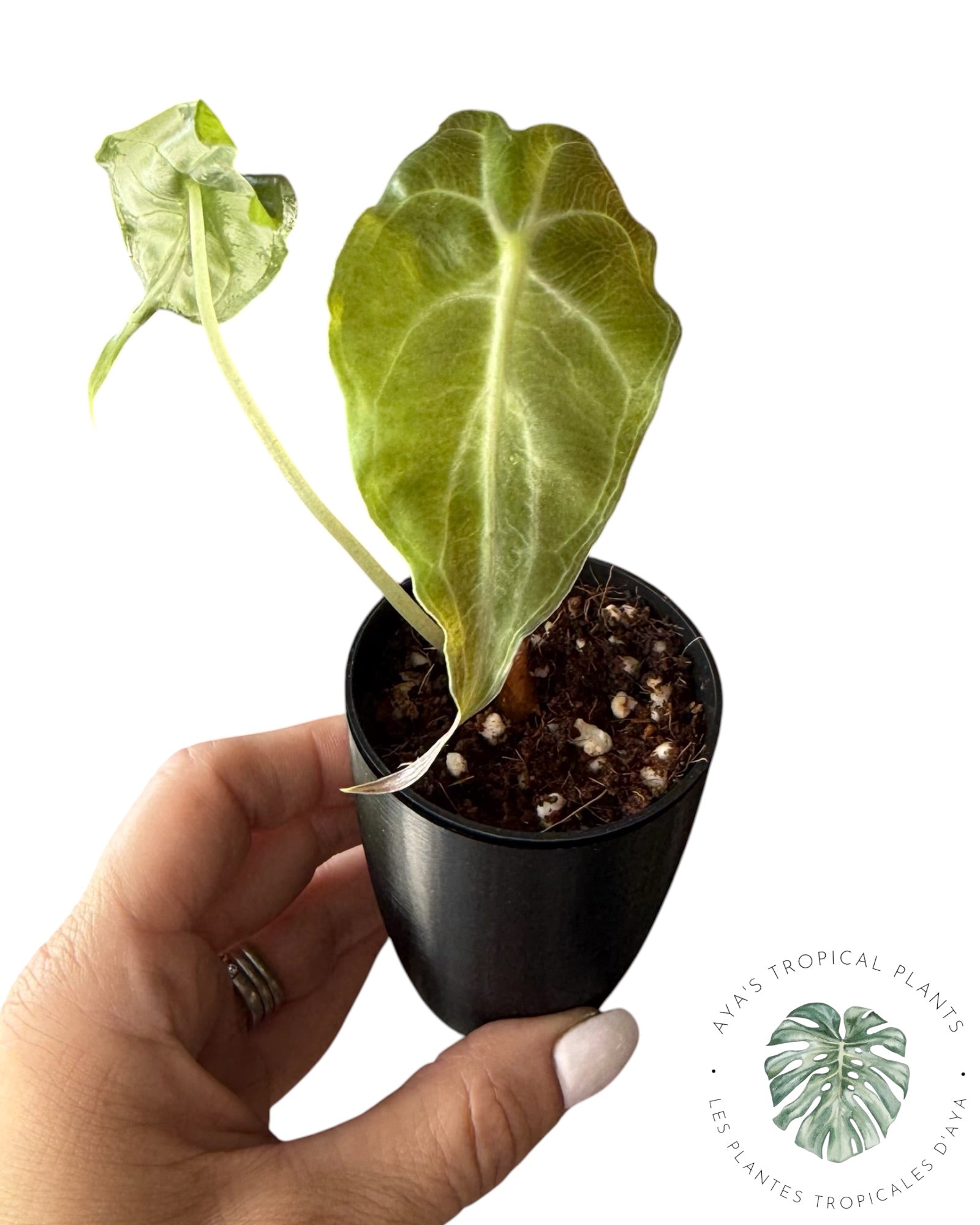 Alocasia Venom