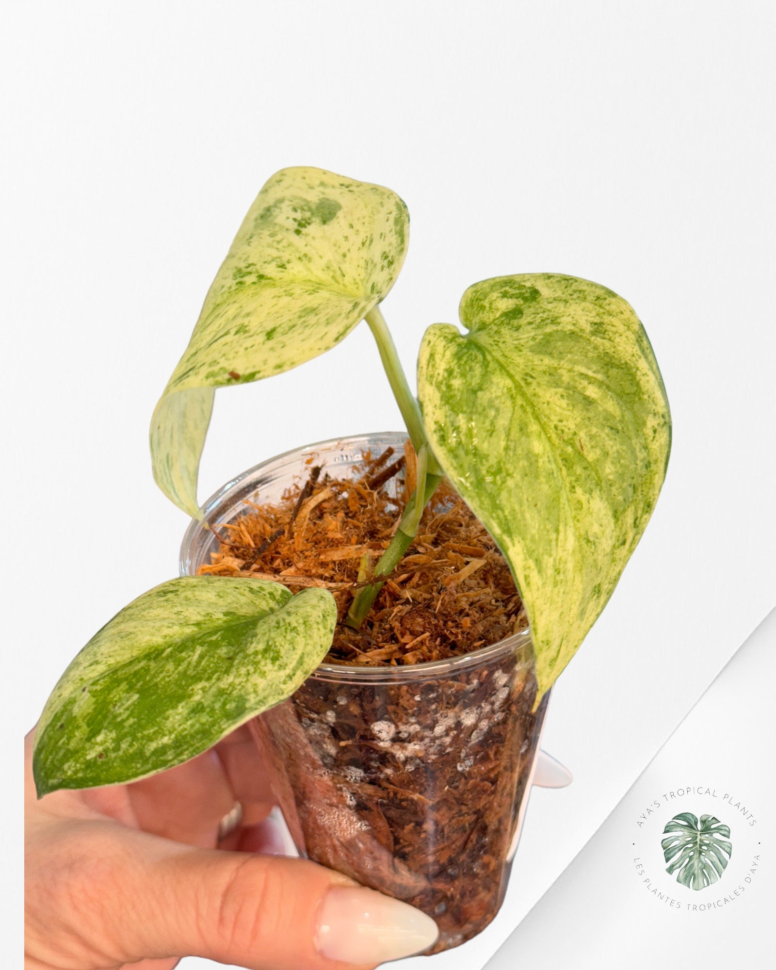 Monstera Thai Constellation JA57