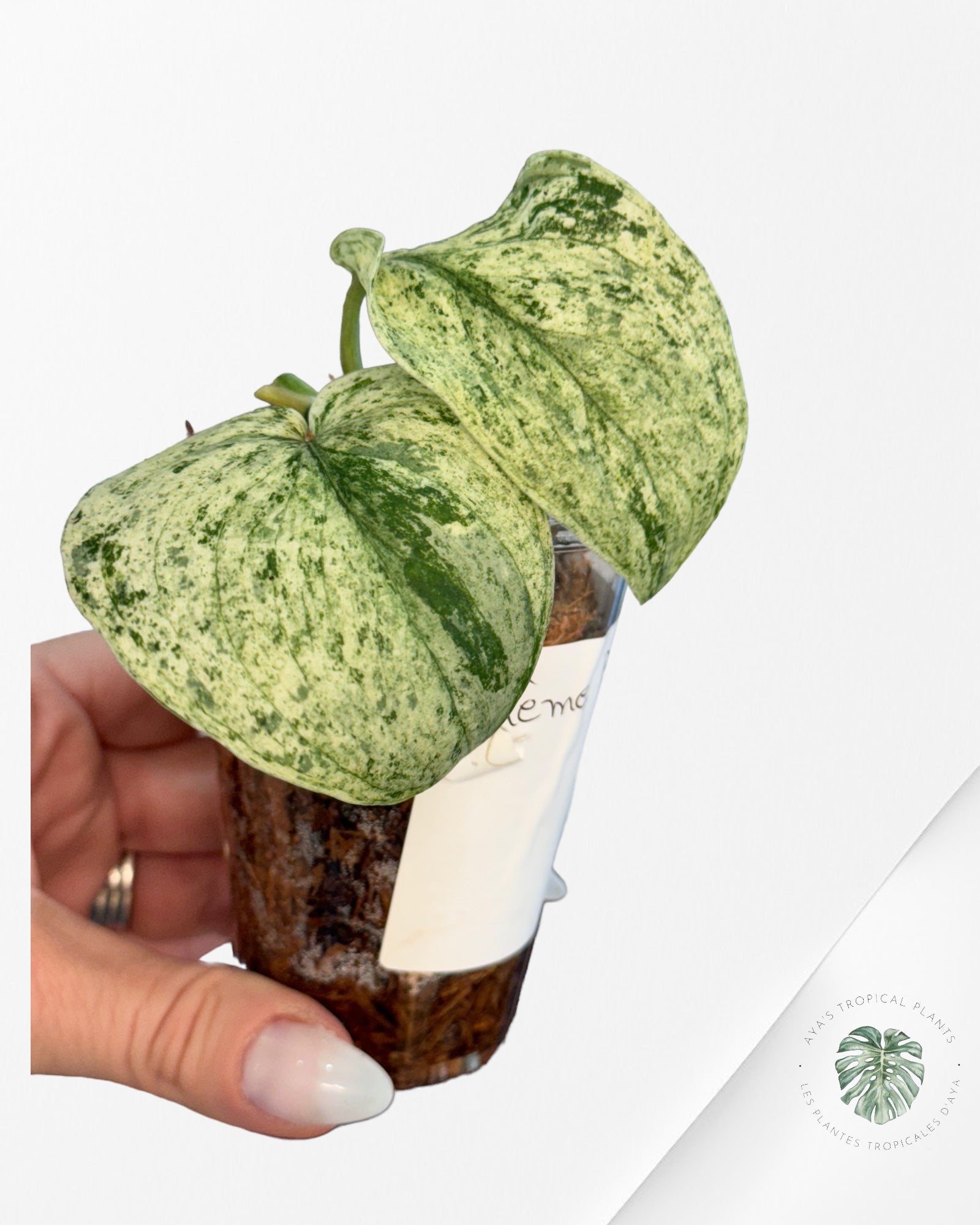 Monstera Thai Constellation JA57