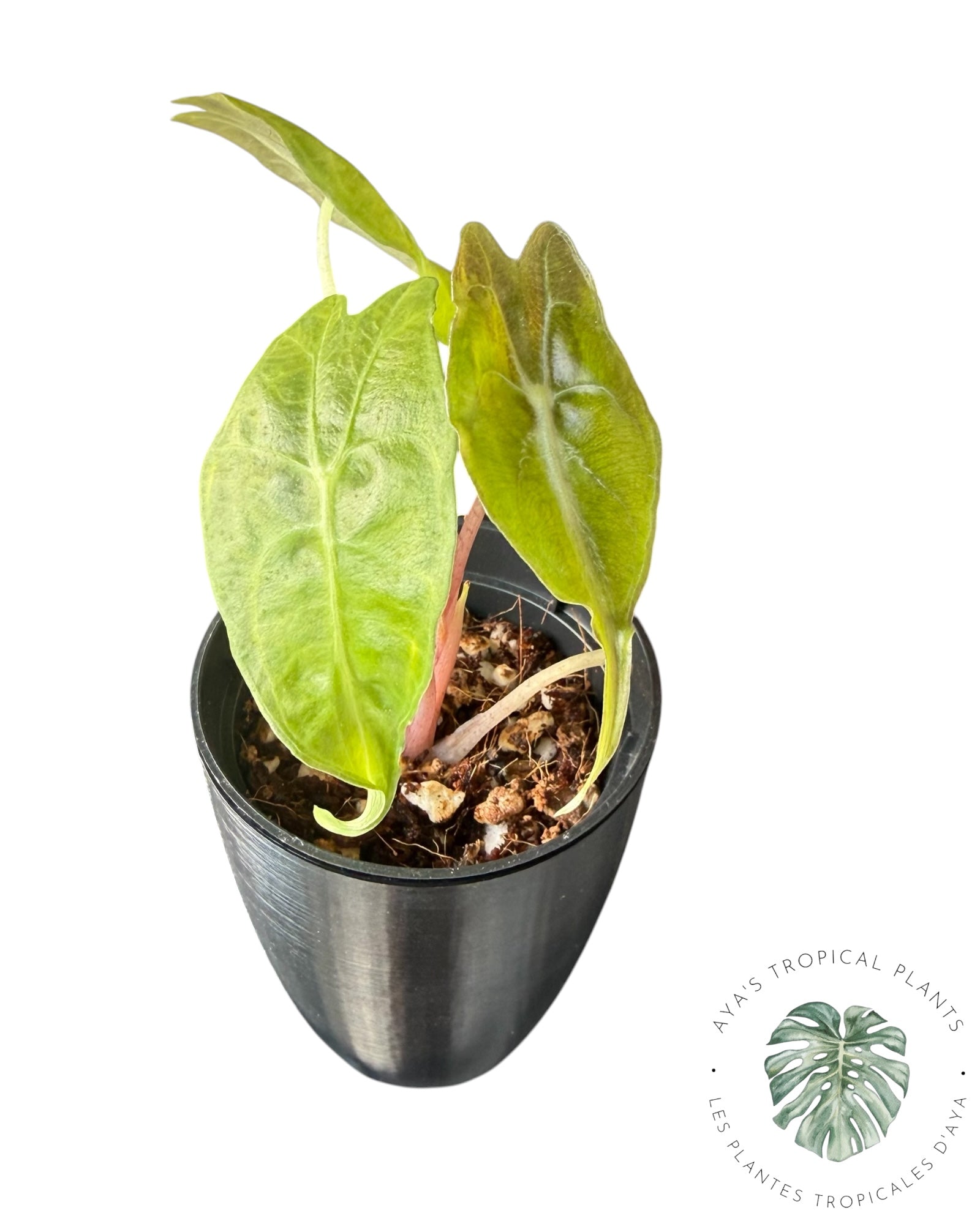 Alocasia Venom