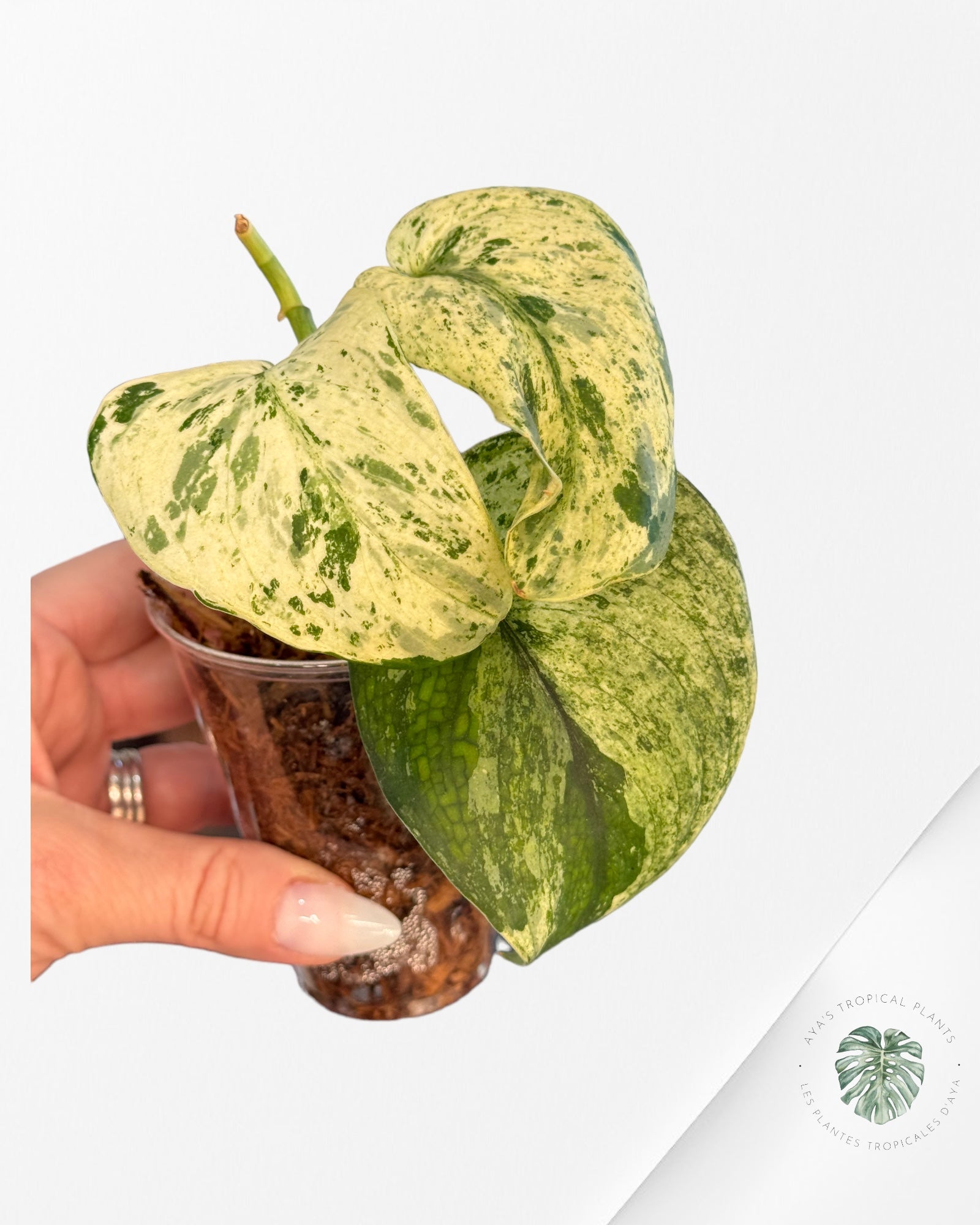Monstera Thai Constellation JA57