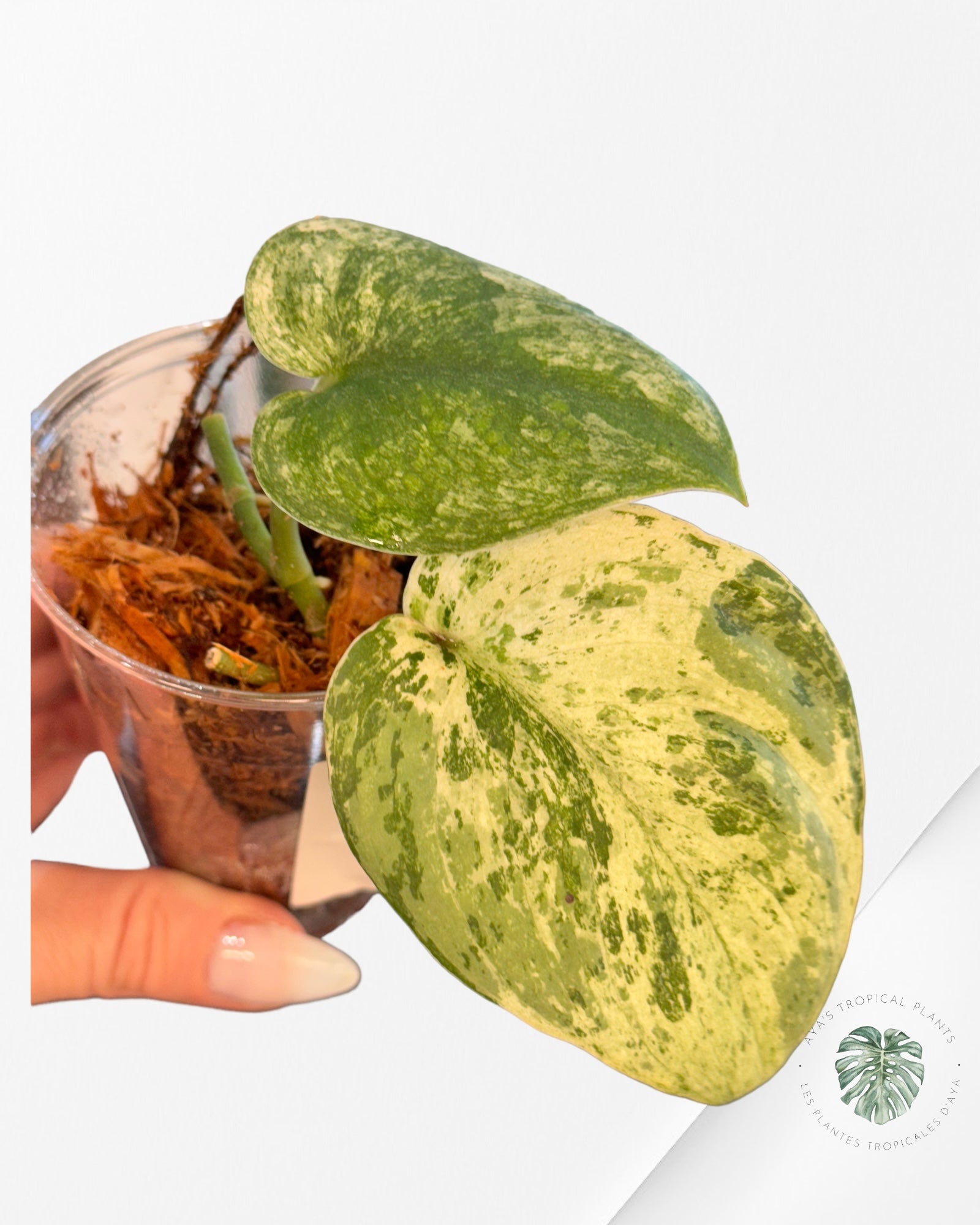 Monstera Thai Constellation JA57