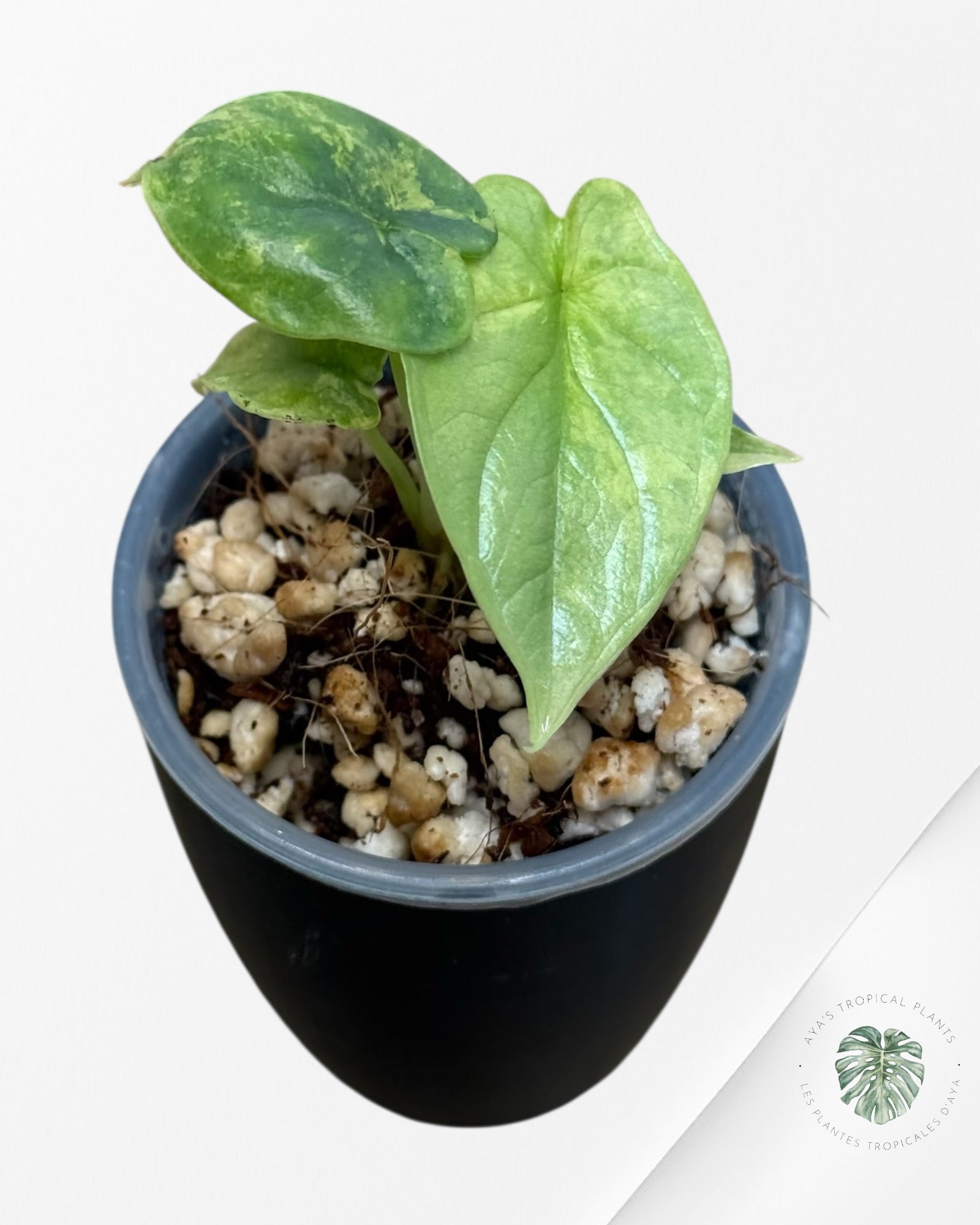 Alocasia Silver Dragon Aurea Variegated