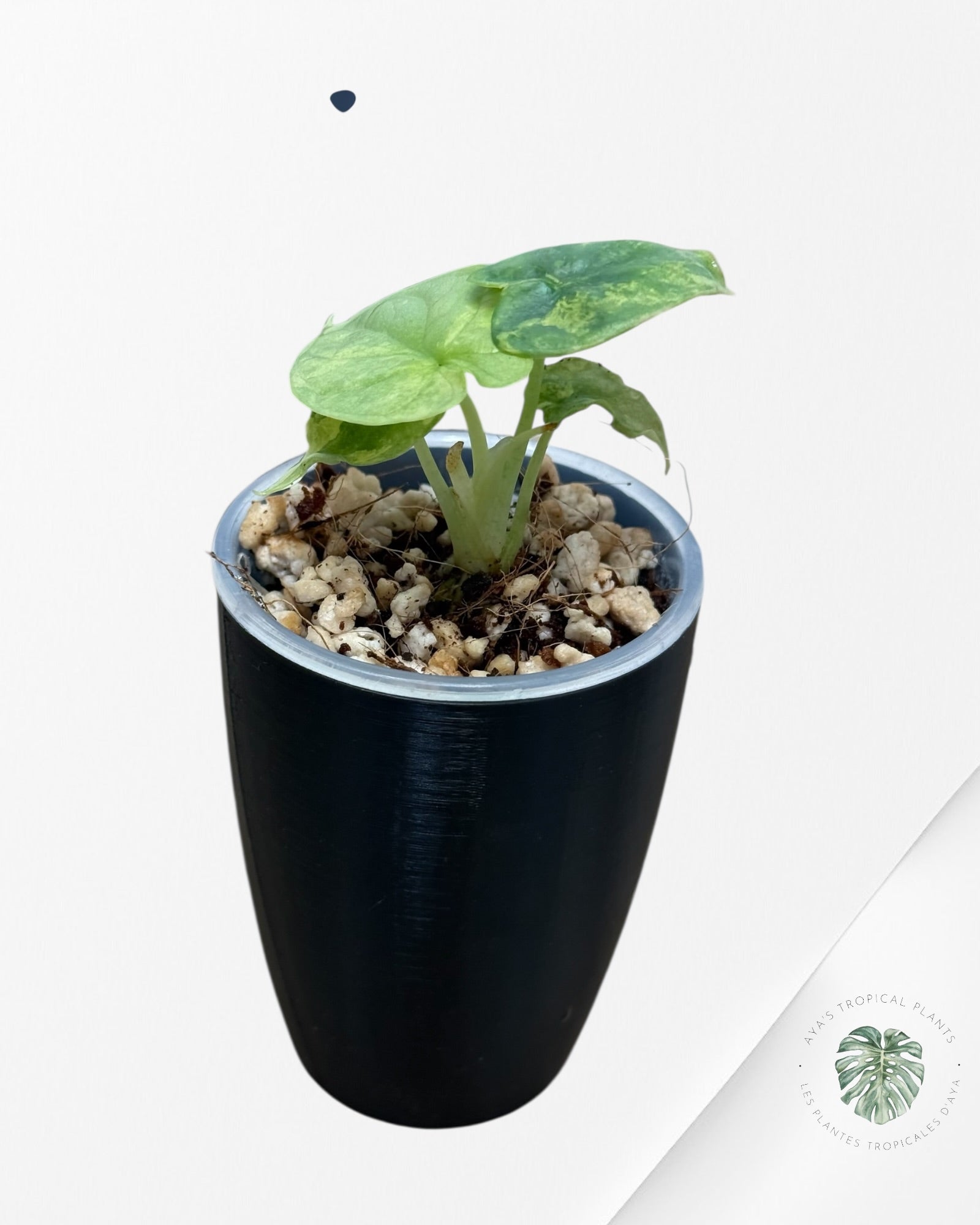 Alocasia Silver Dragon Aurea Variegated