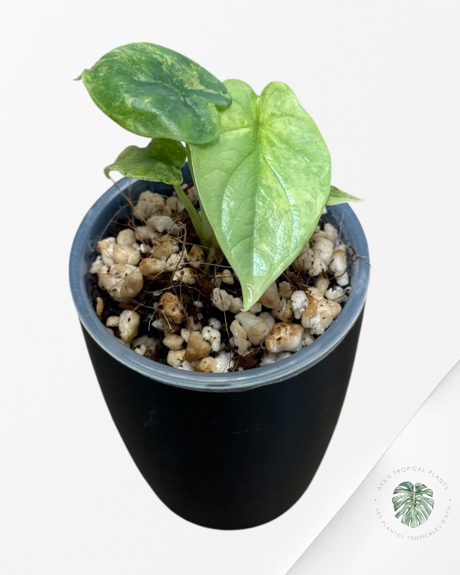 Alocasia Silver Dragon Aurea Variegated