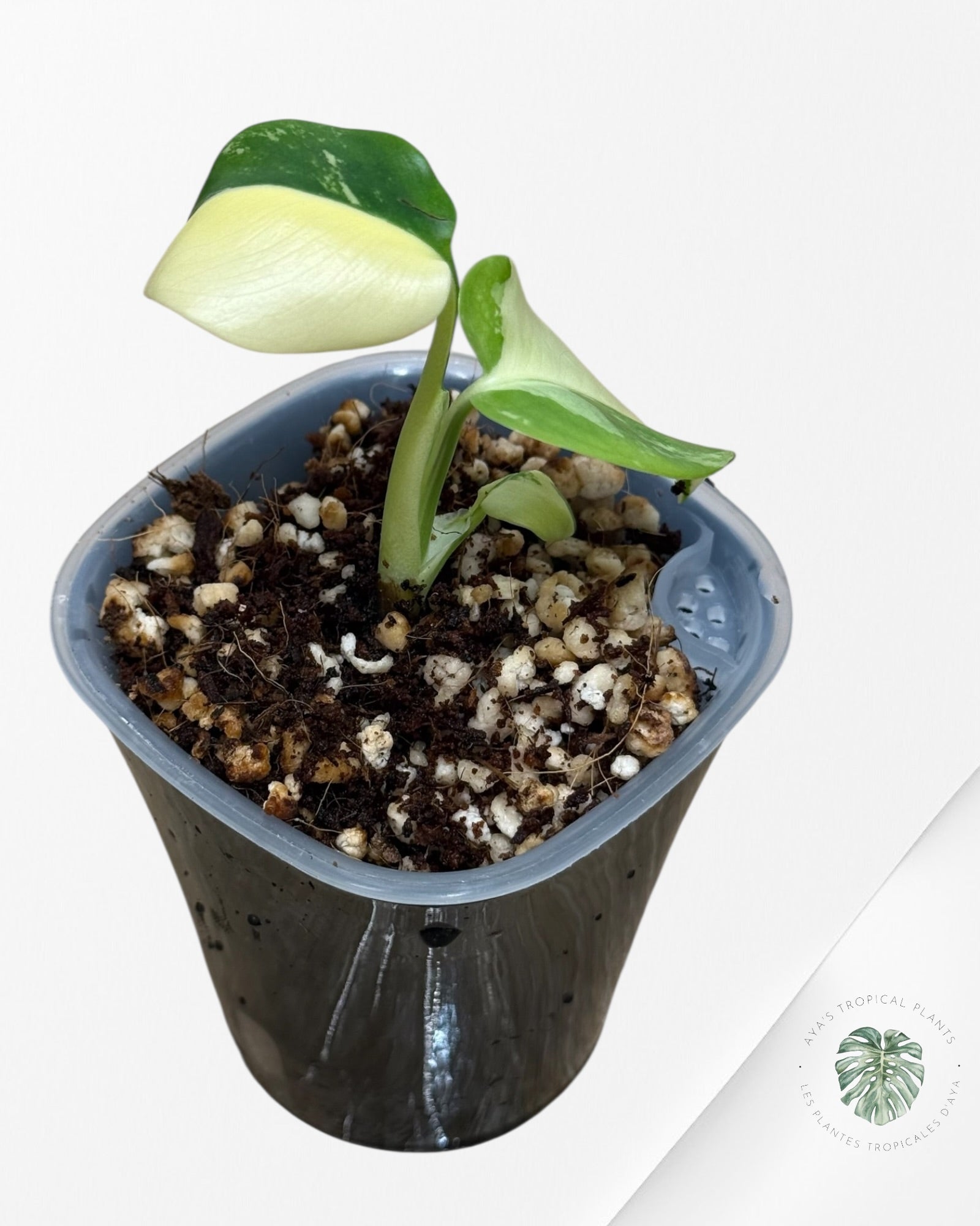 Monstera Deliciosa ‘Lemon Pom Pom’