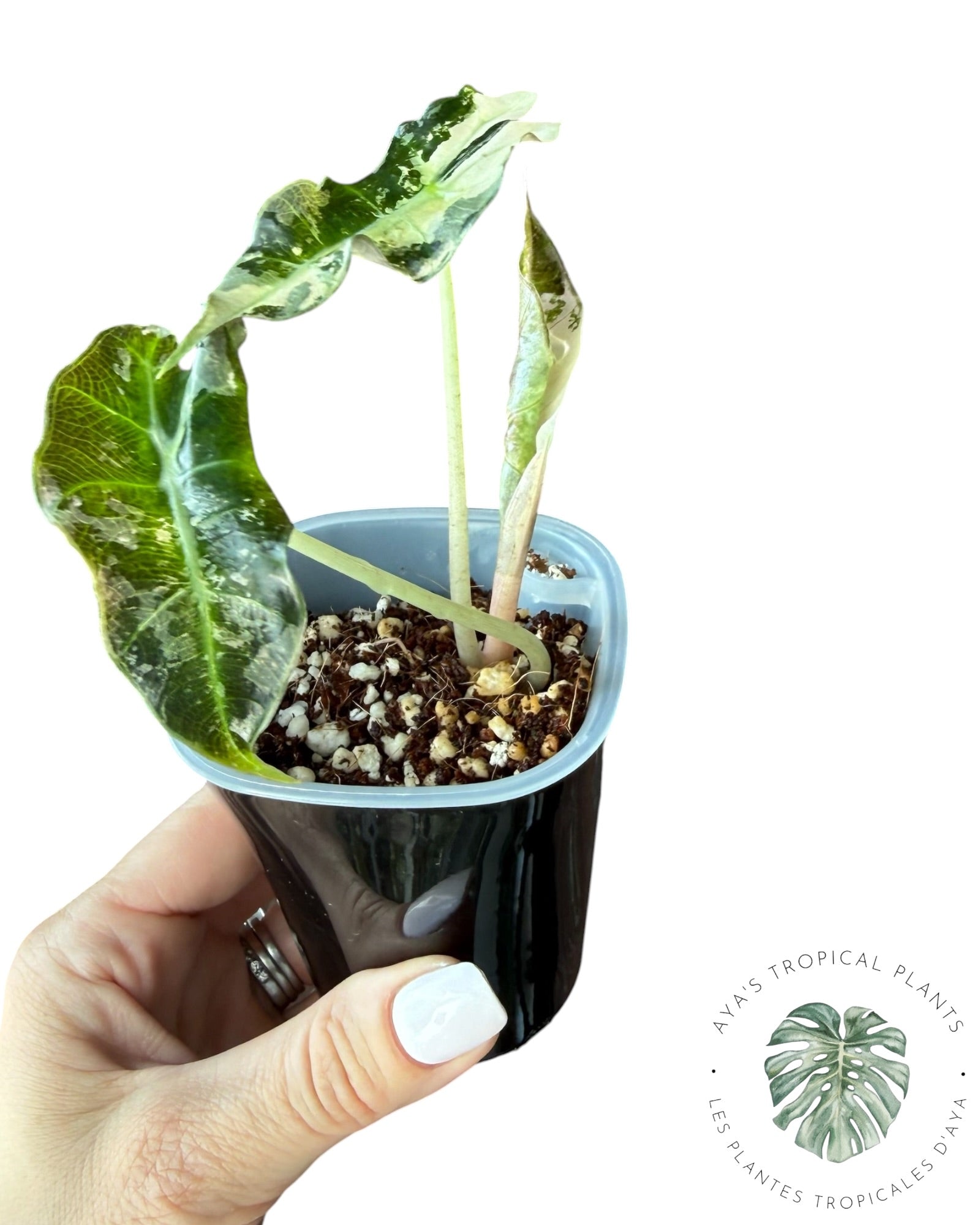 Alocasia Polly Pink Snowflake